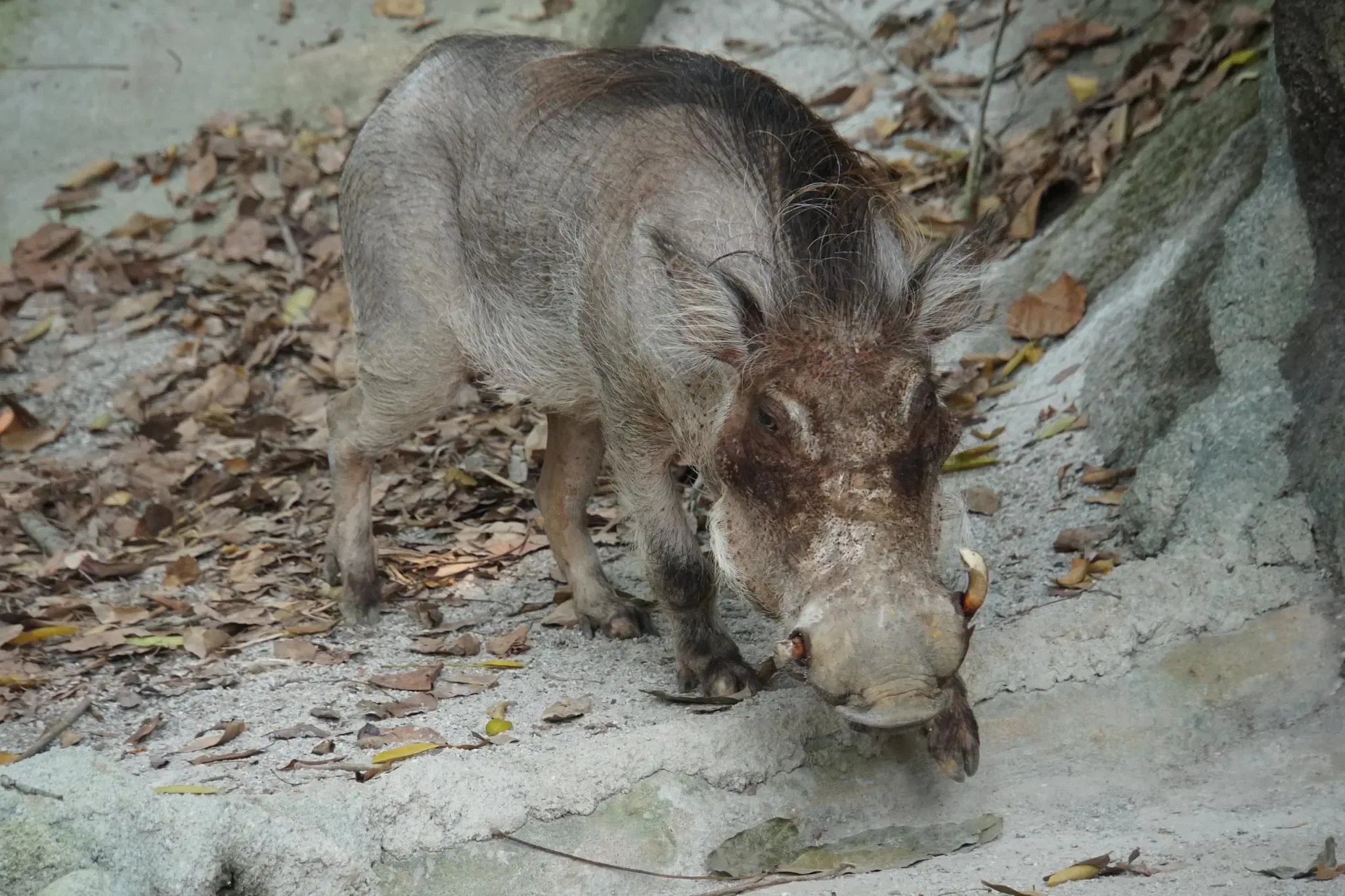 136 photos of Desert Warthog