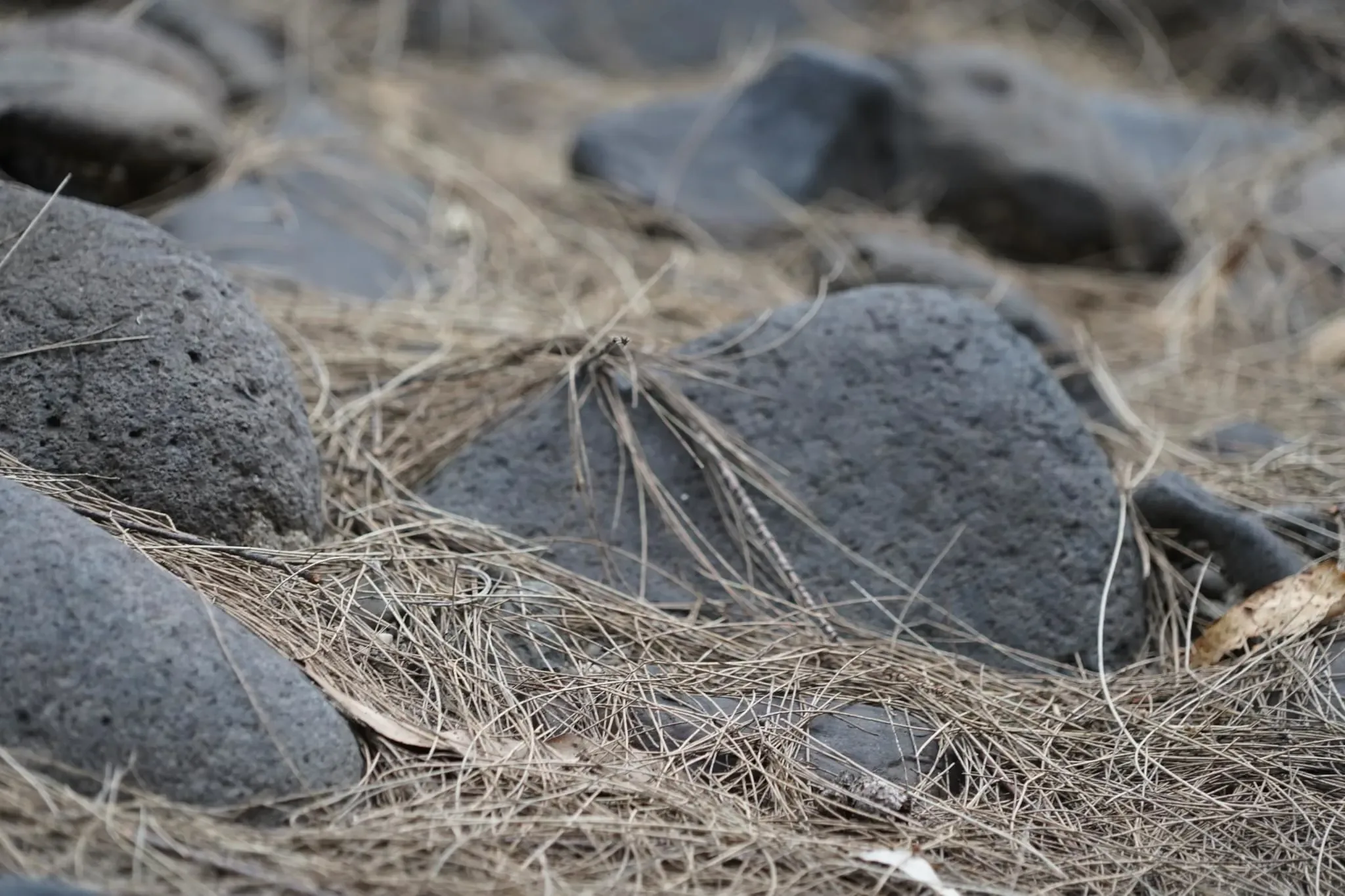 71 photos of Dried Fir Needle Covered Pebble