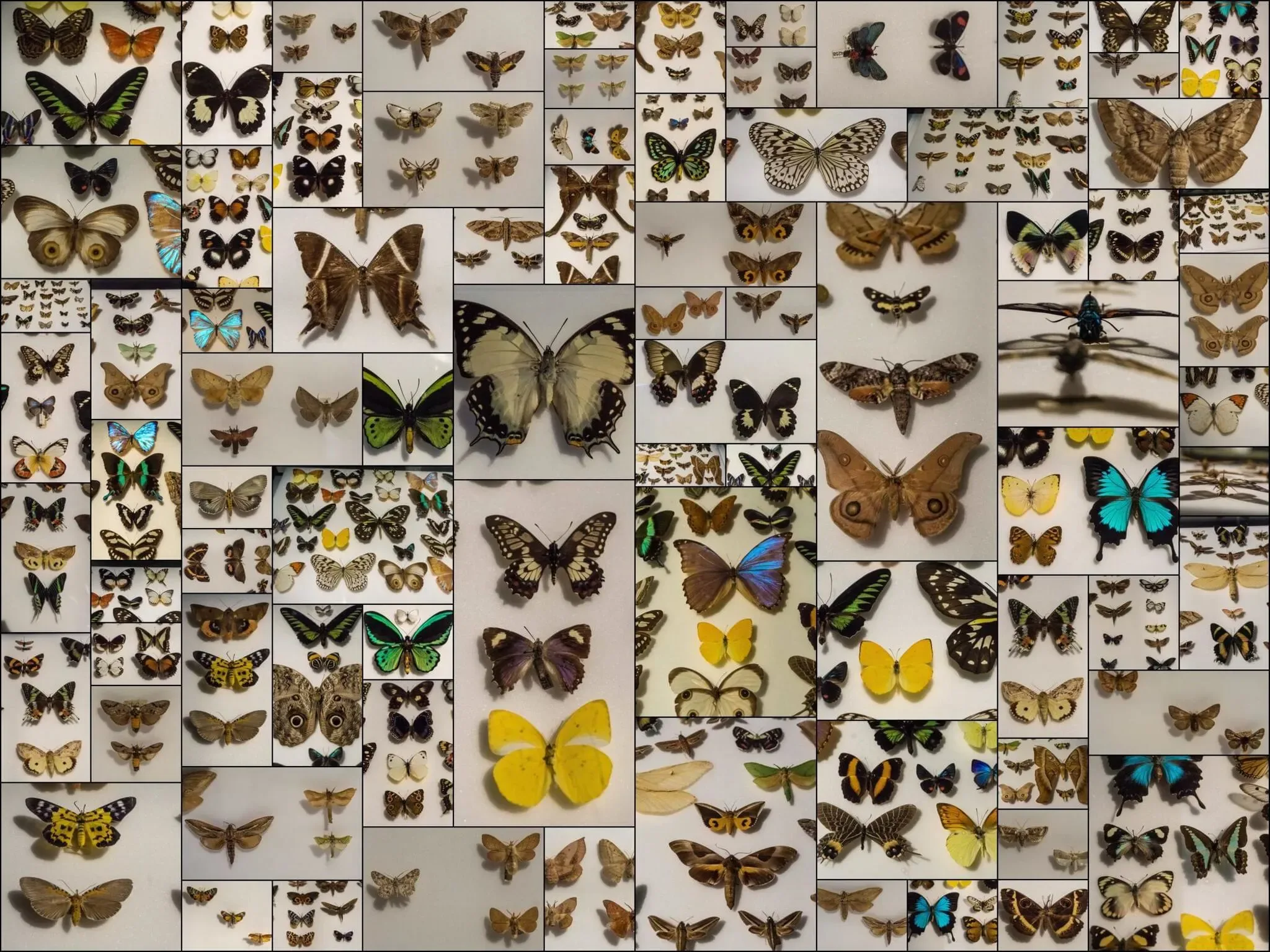 87 photos of Butterflies and Moths