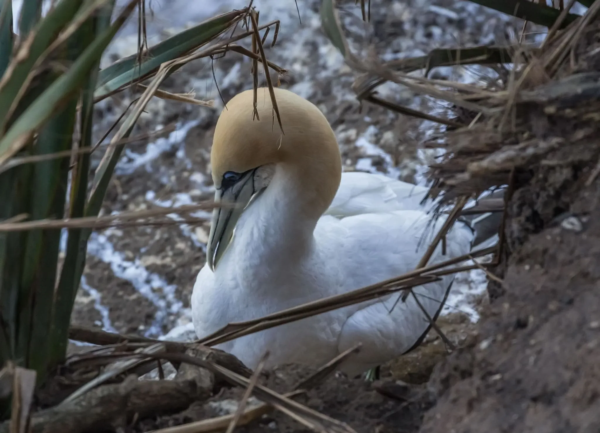 369 photos of Gannet Bird Colony