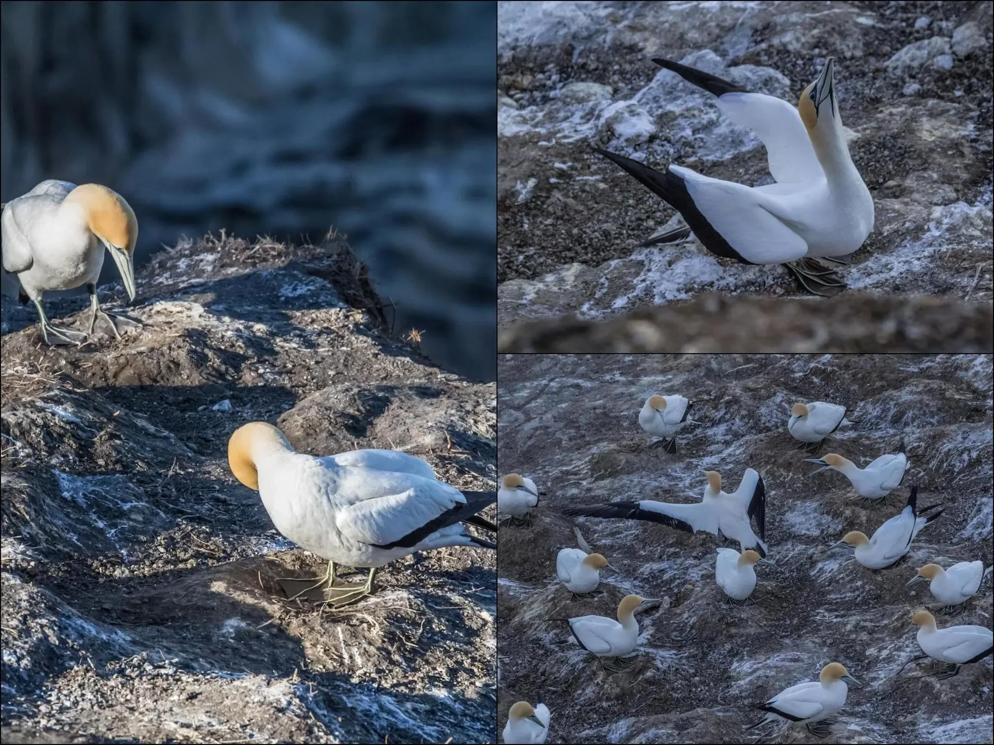 369 photos of Gannet Bird Colony
