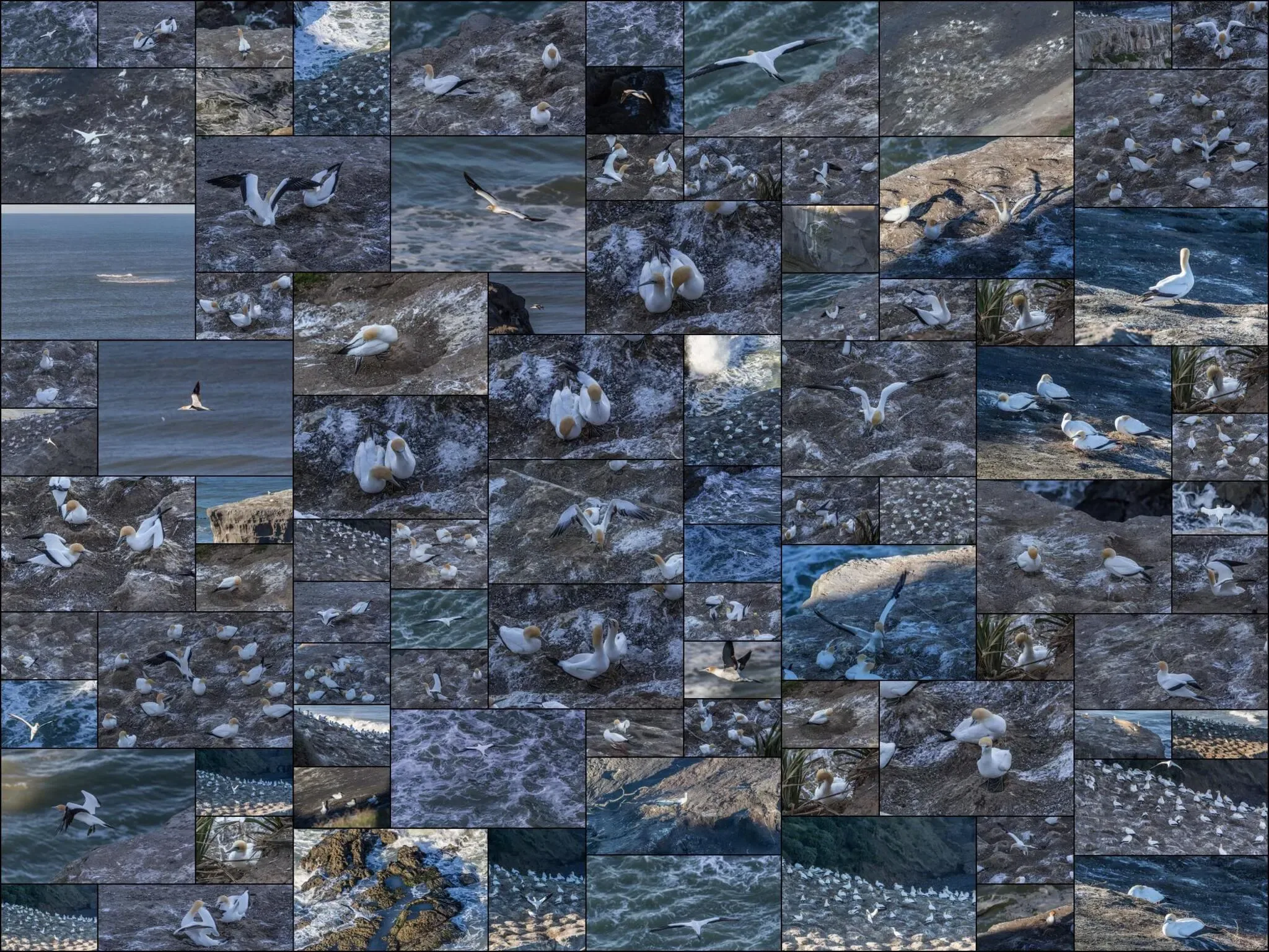 369 photos of Gannet Bird Colony