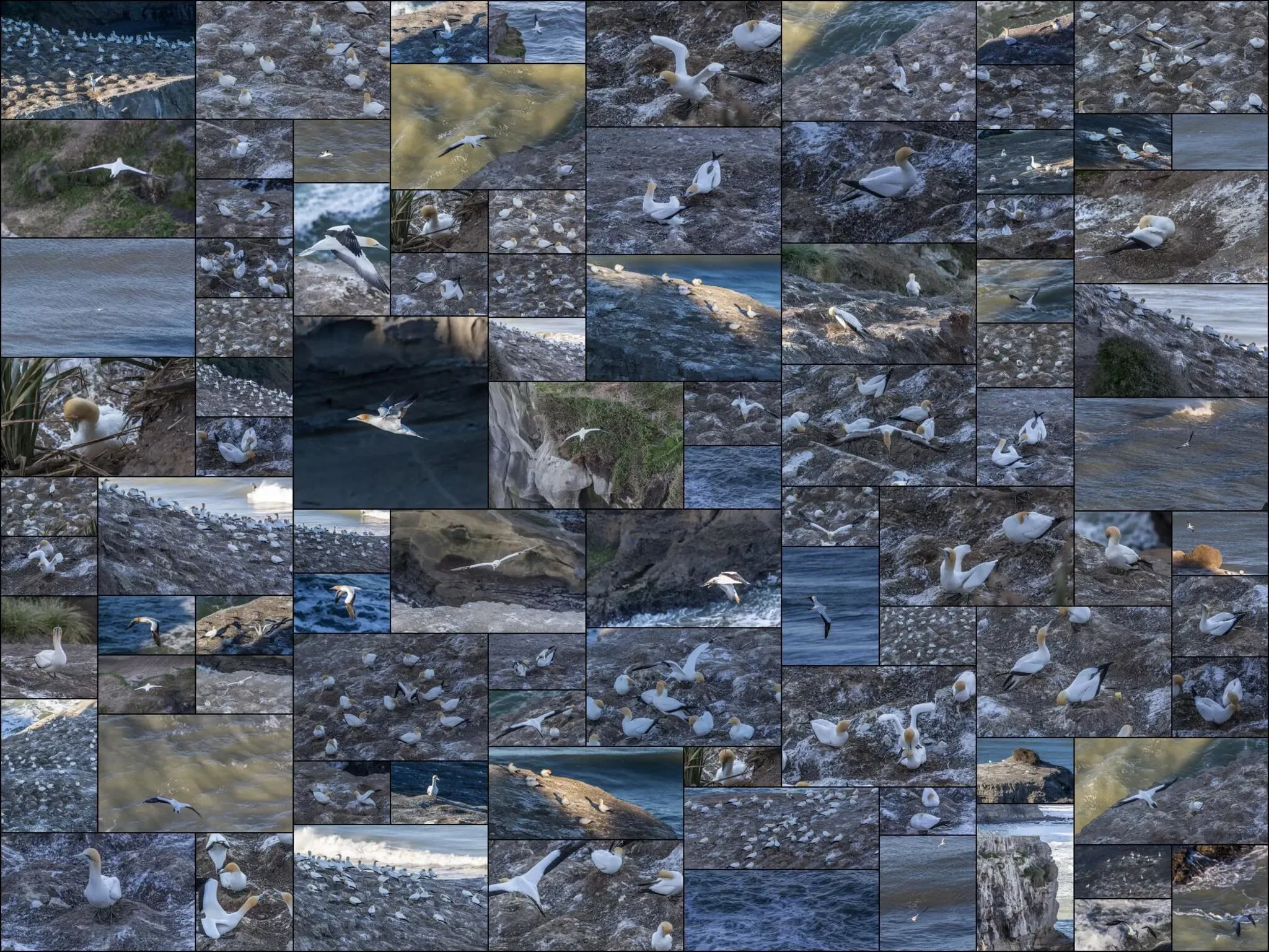 369 photos of Gannet Bird Colony