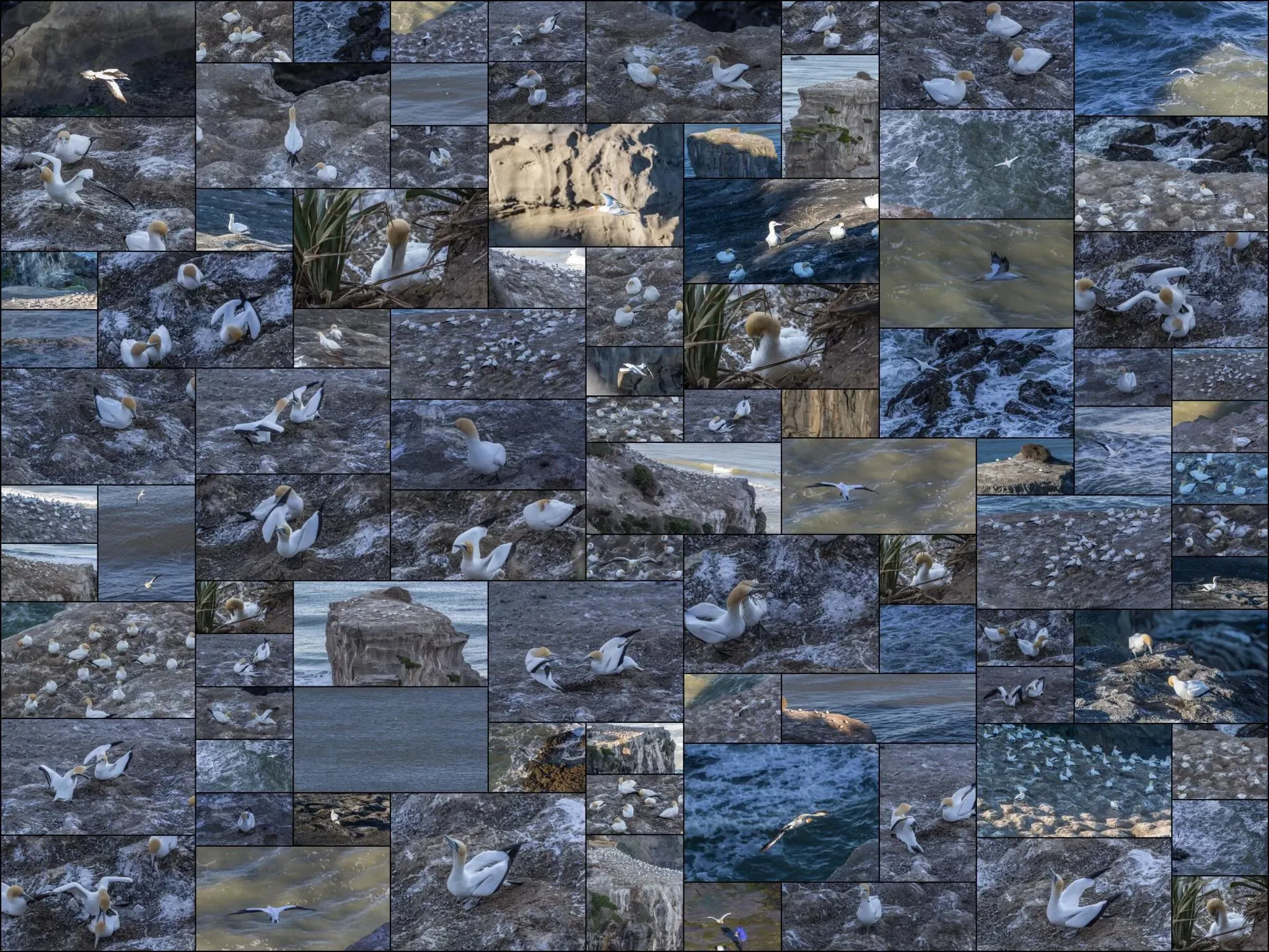 369 photos of Gannet Bird Colony