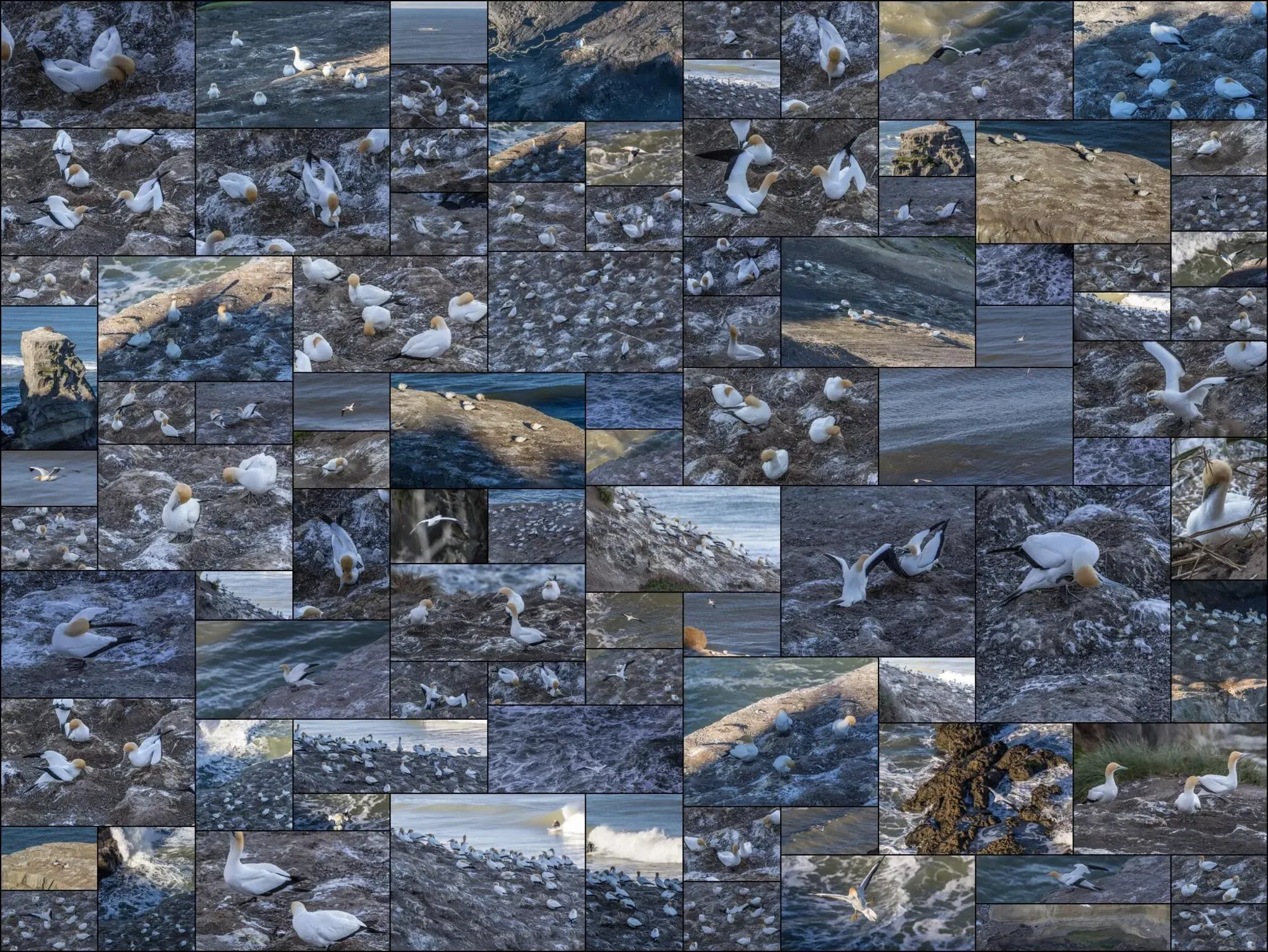 369 photos of Gannet Bird Colony