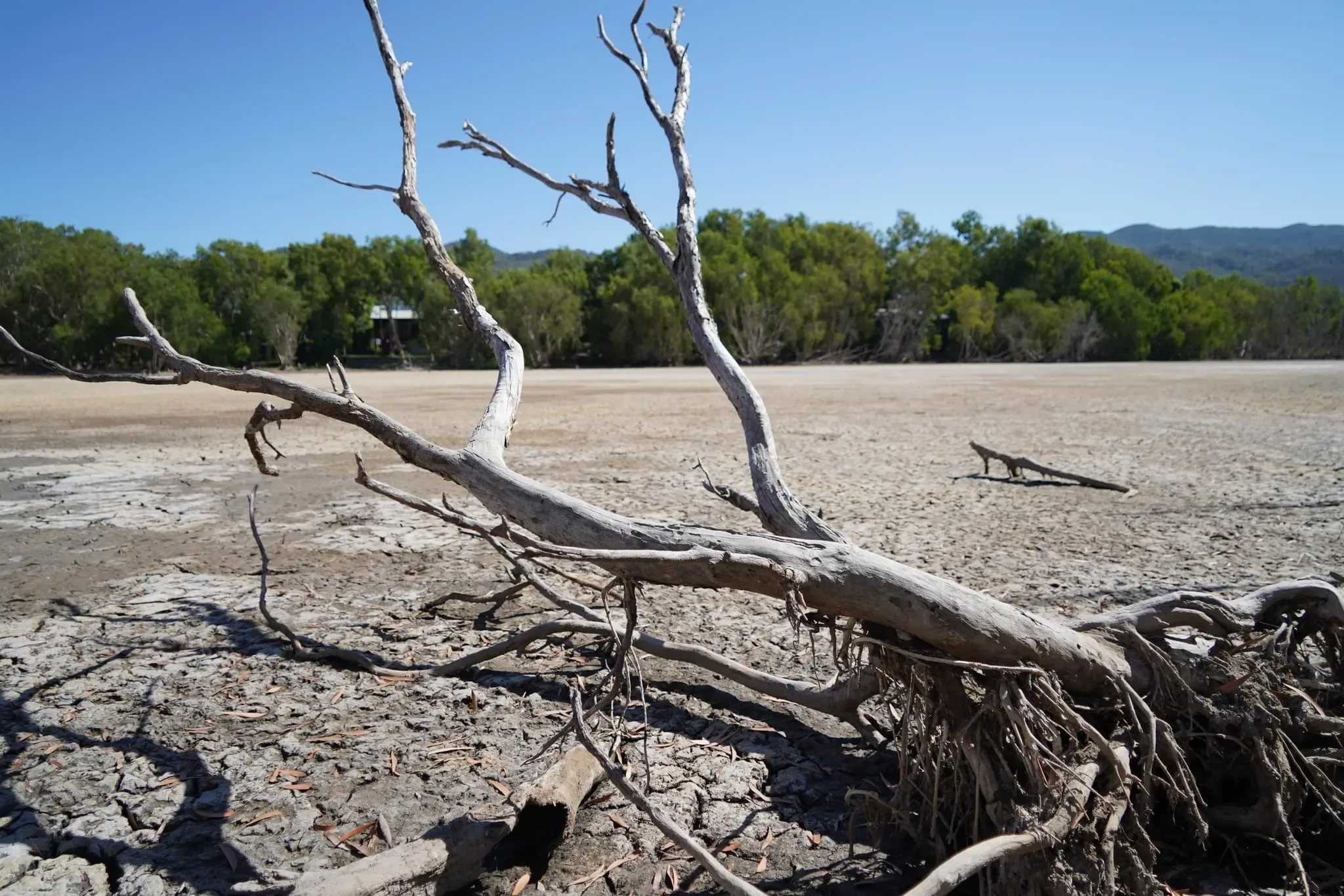 144 photos of Eucalyptus Dry Swamp