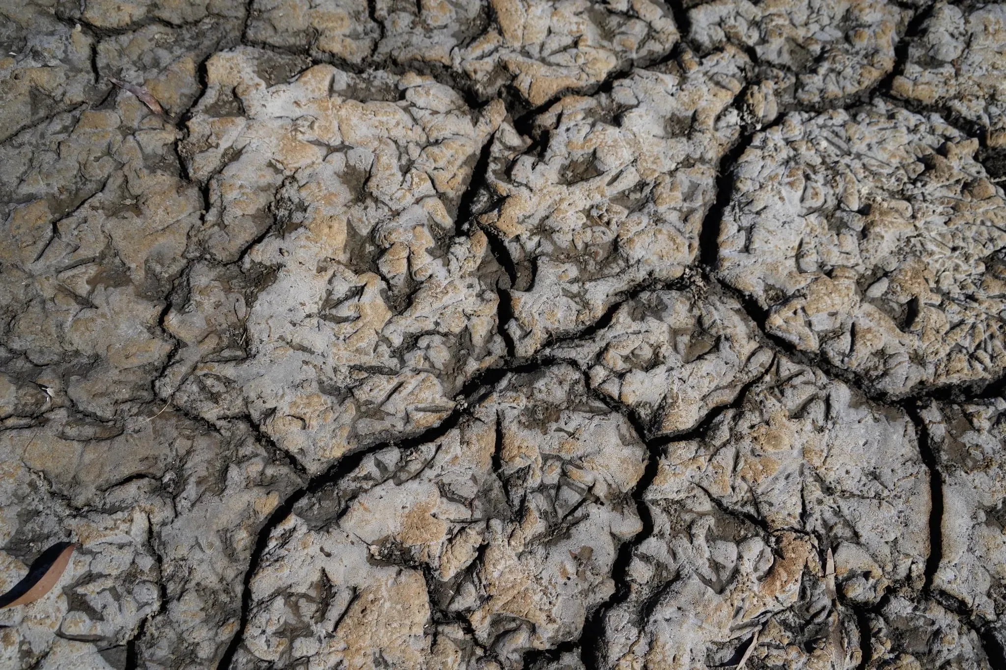 144 photos of Eucalyptus Dry Swamp