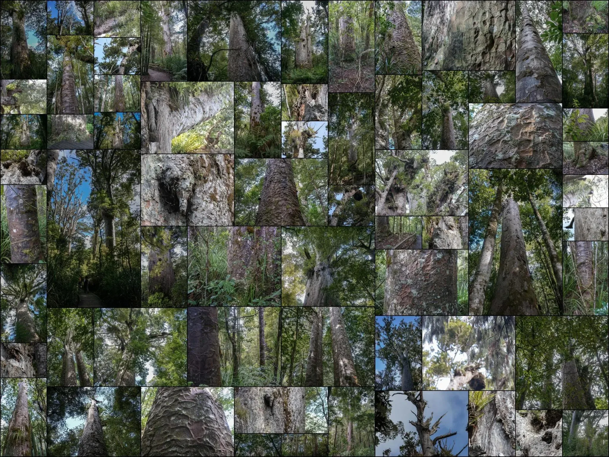 134 photos of Giant Kauri Trees Forest