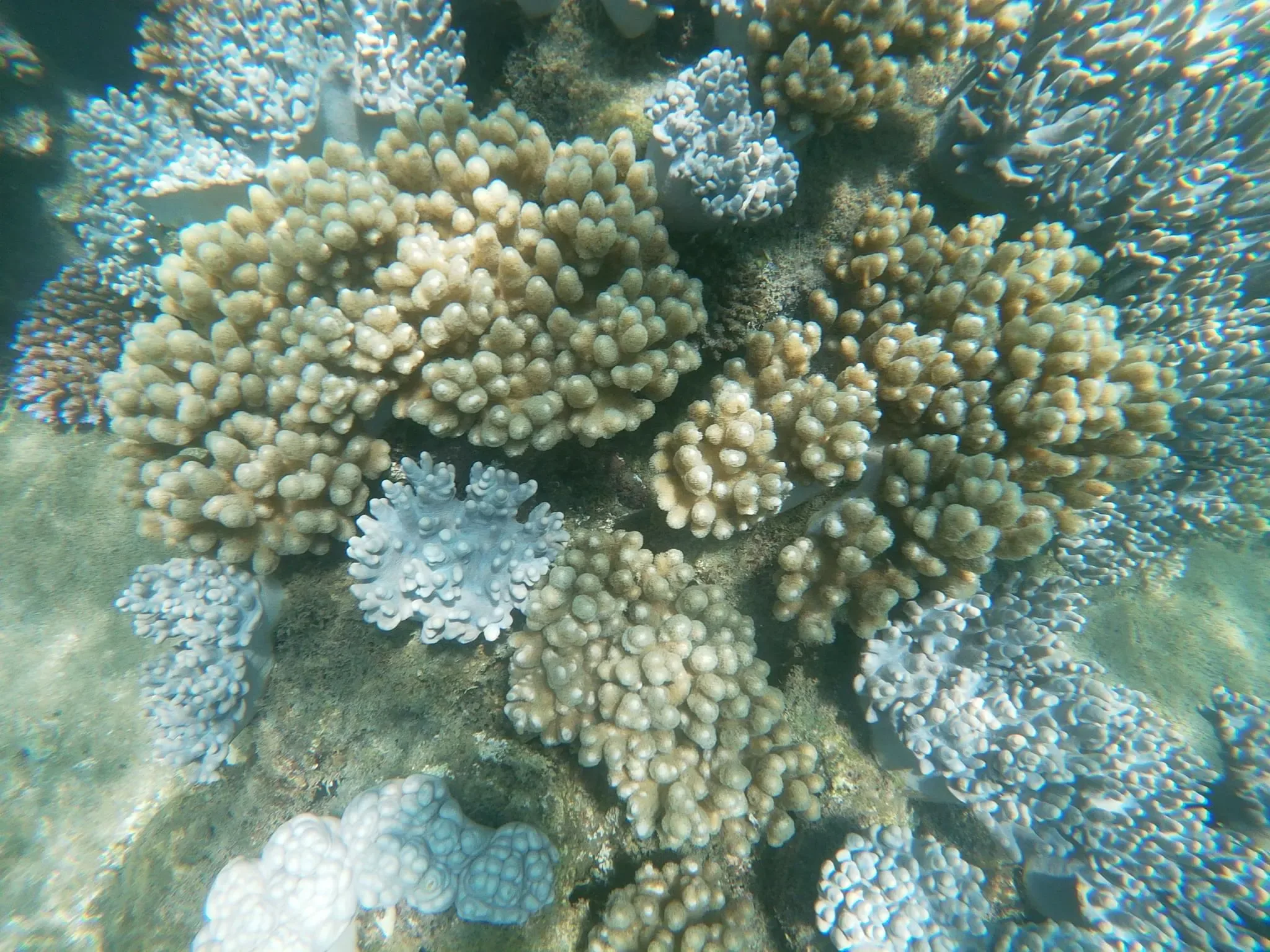 311 photos of Island Coral Reef Strong Caustics