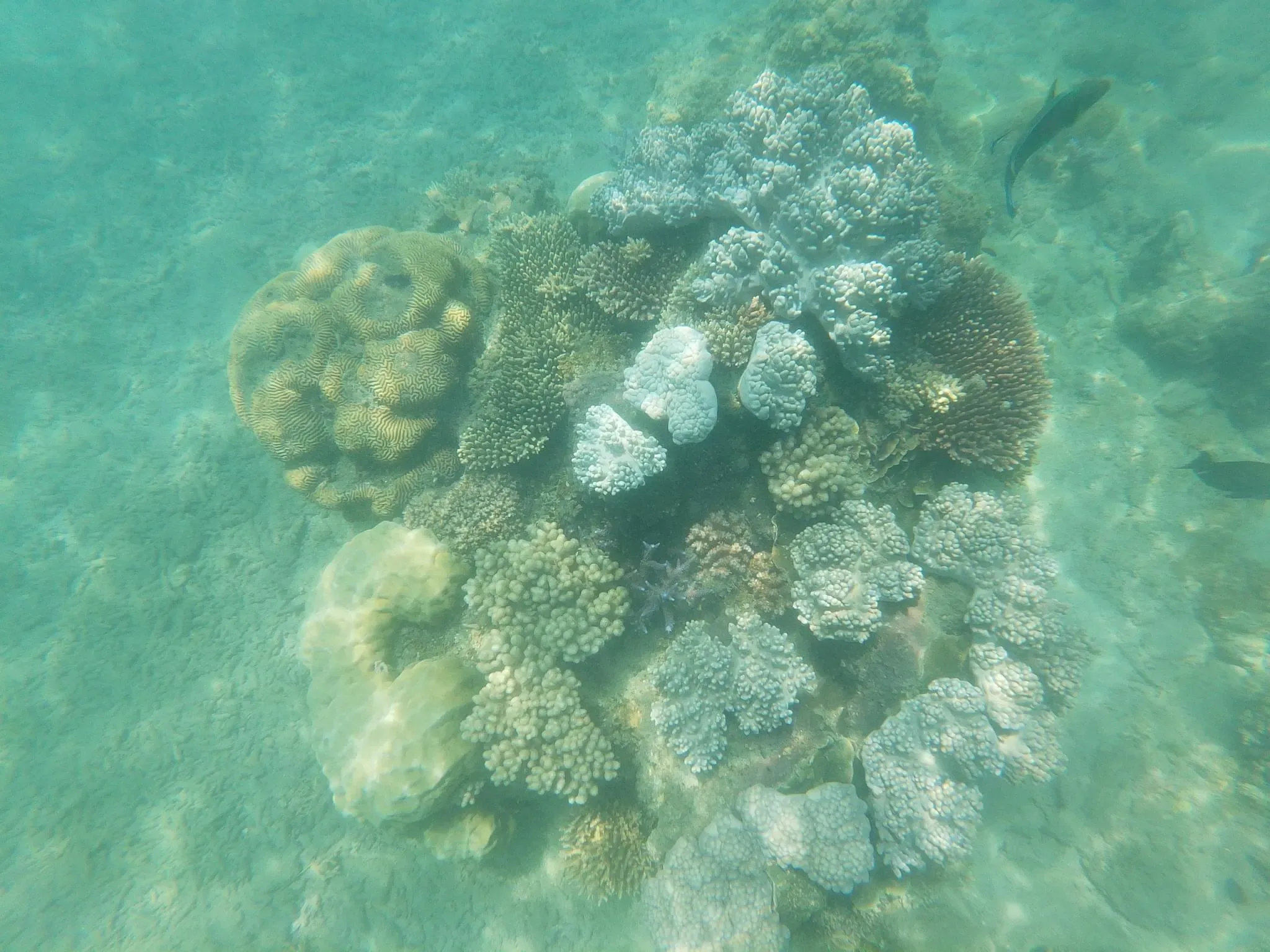311 photos of Island Coral Reef Strong Caustics