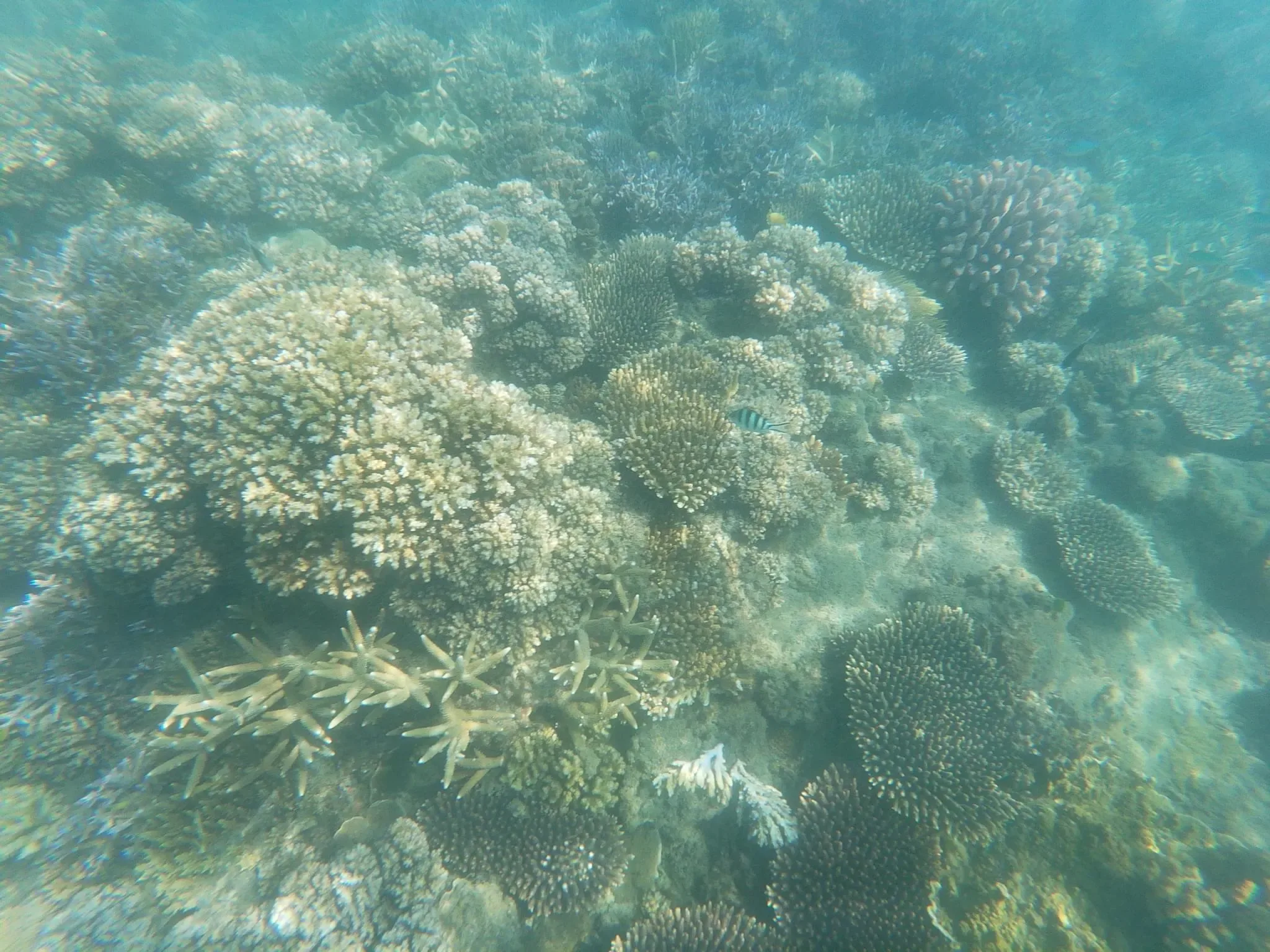 311 photos of Island Coral Reef Strong Caustics