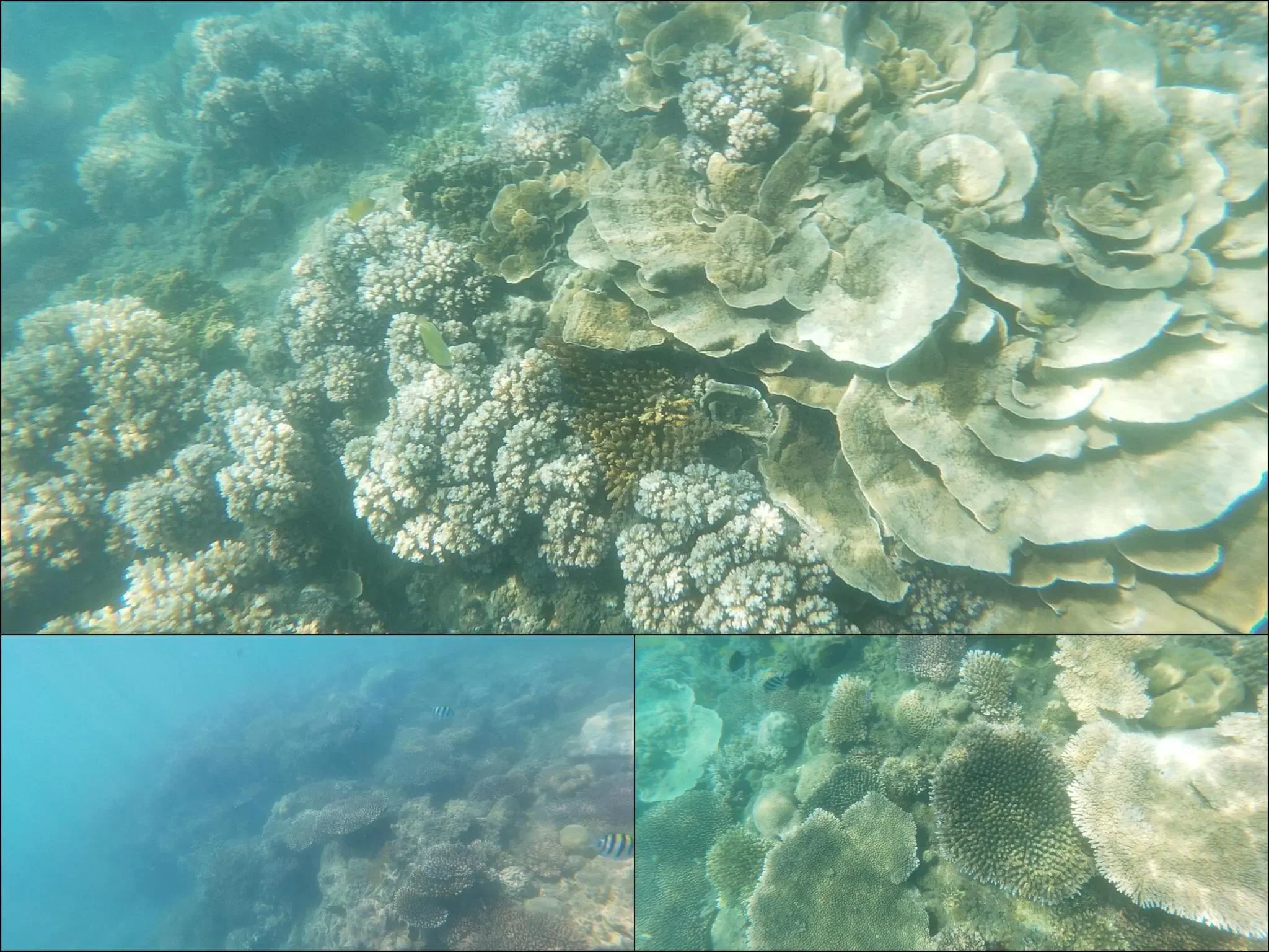 311 photos of Island Coral Reef Strong Caustics