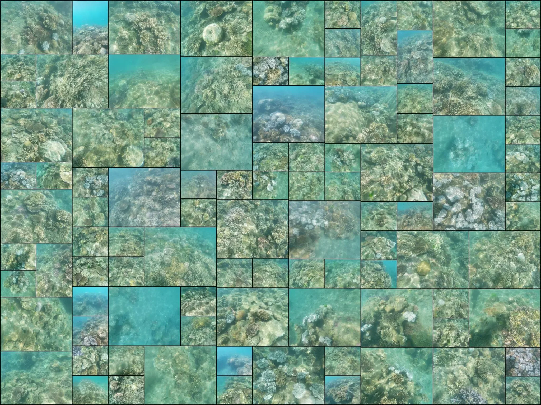 311 photos of Island Coral Reef Strong Caustics