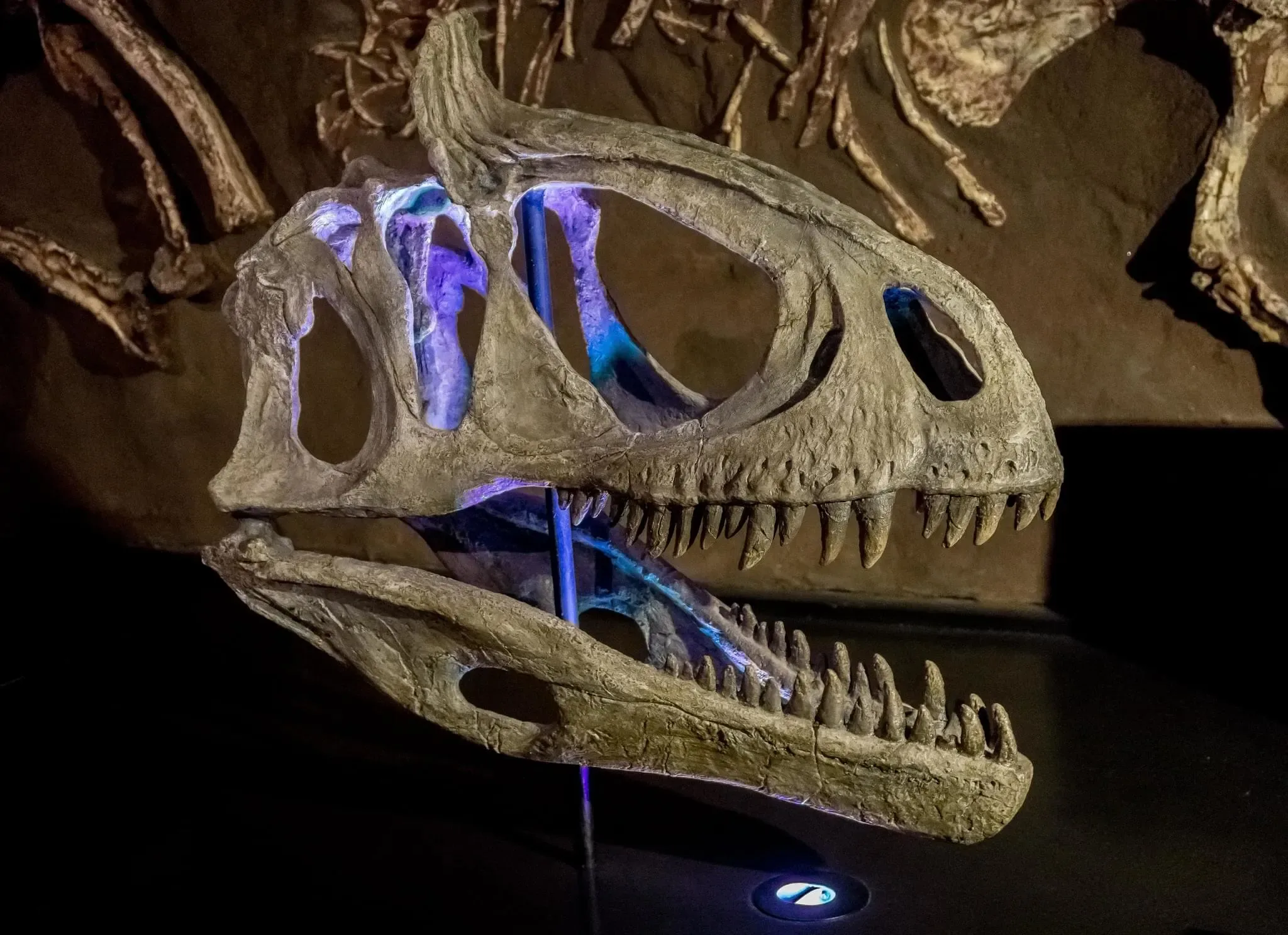 209 photos of Dinosaur Skeletons