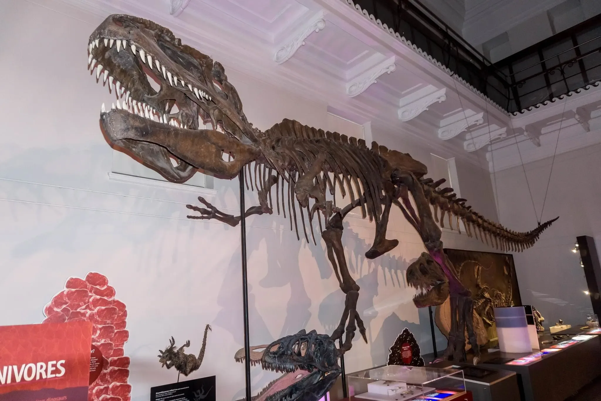 209 photos of Dinosaur Skeletons