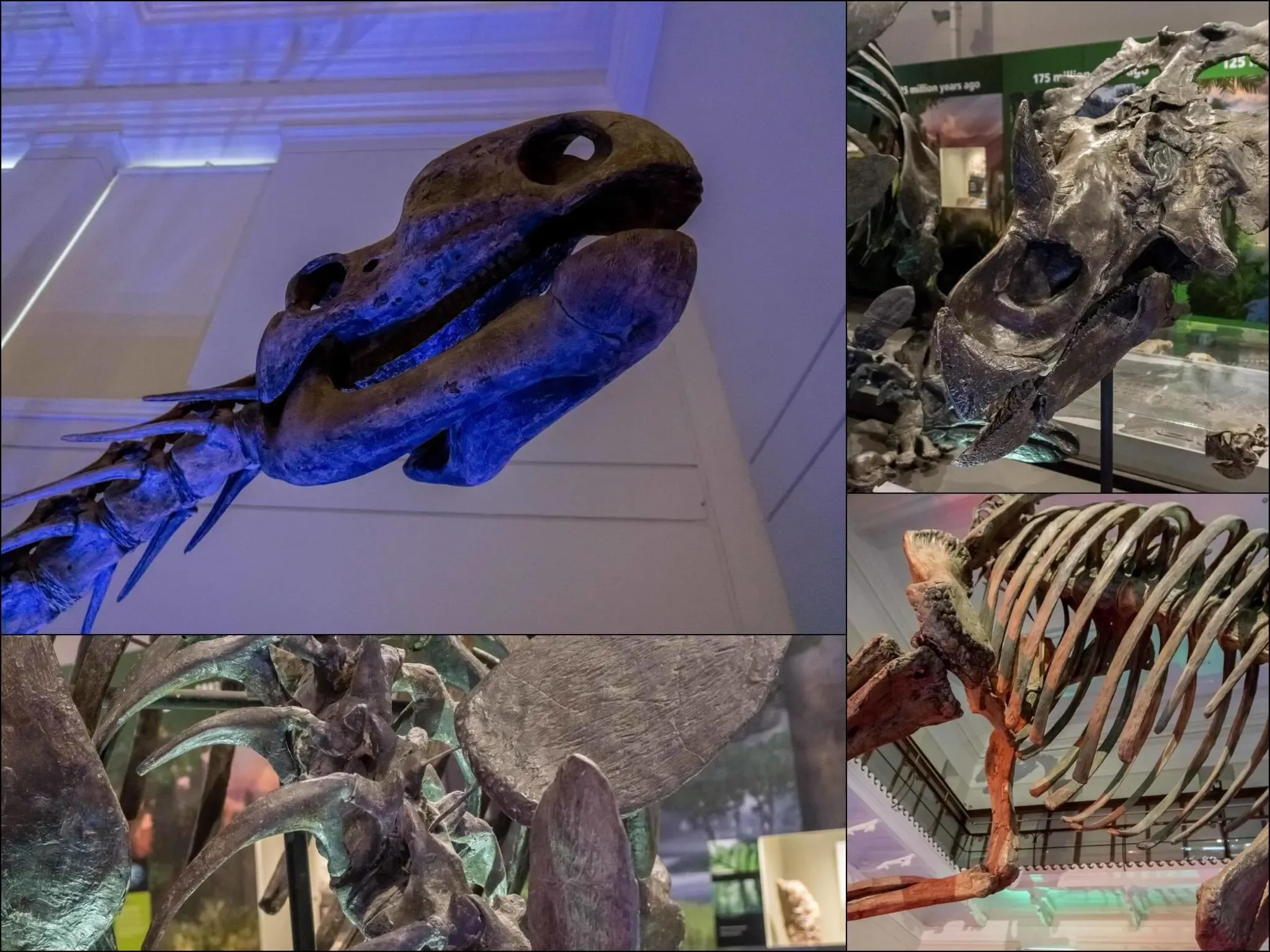 209 photos of Dinosaur Skeletons