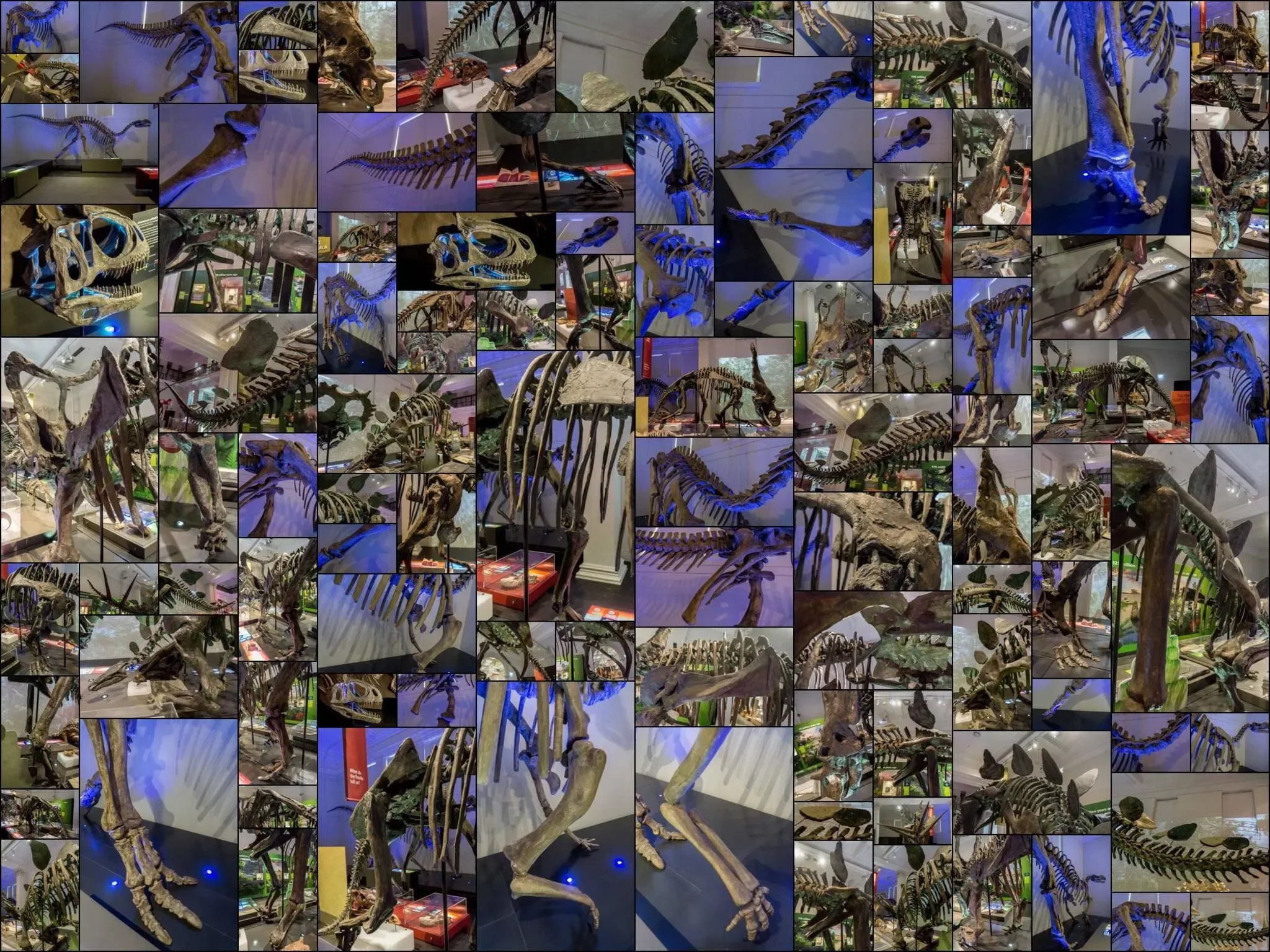 209 photos of Dinosaur Skeletons