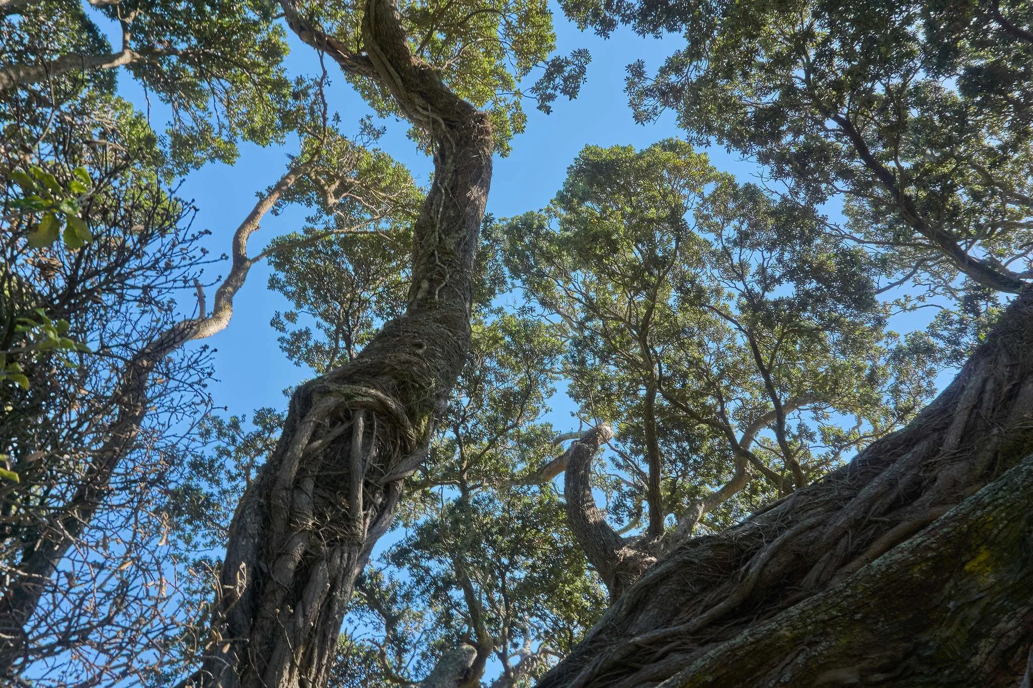 75 photos of Sprawling Entangled Pohutukawa Tree