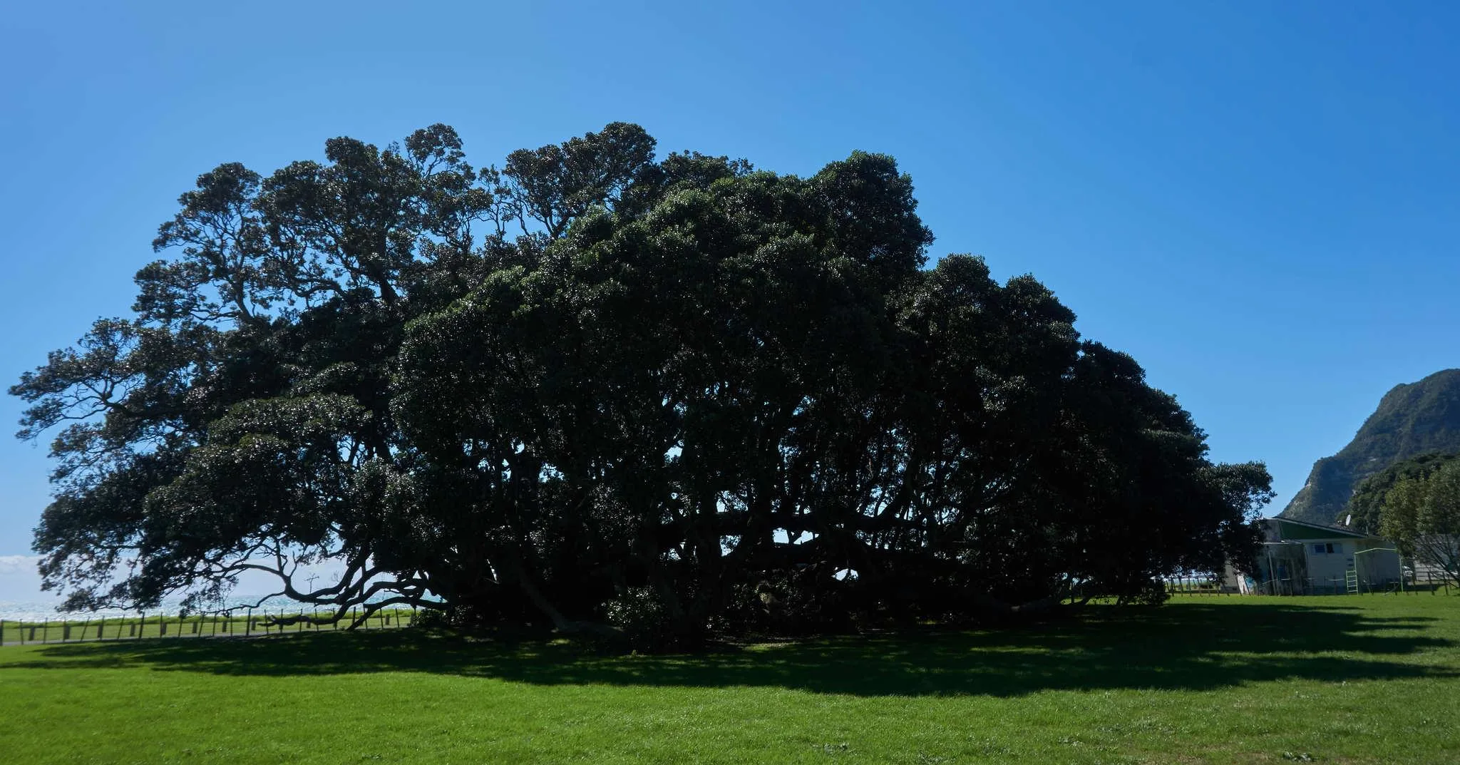 75 photos of Sprawling Entangled Pohutukawa Tree