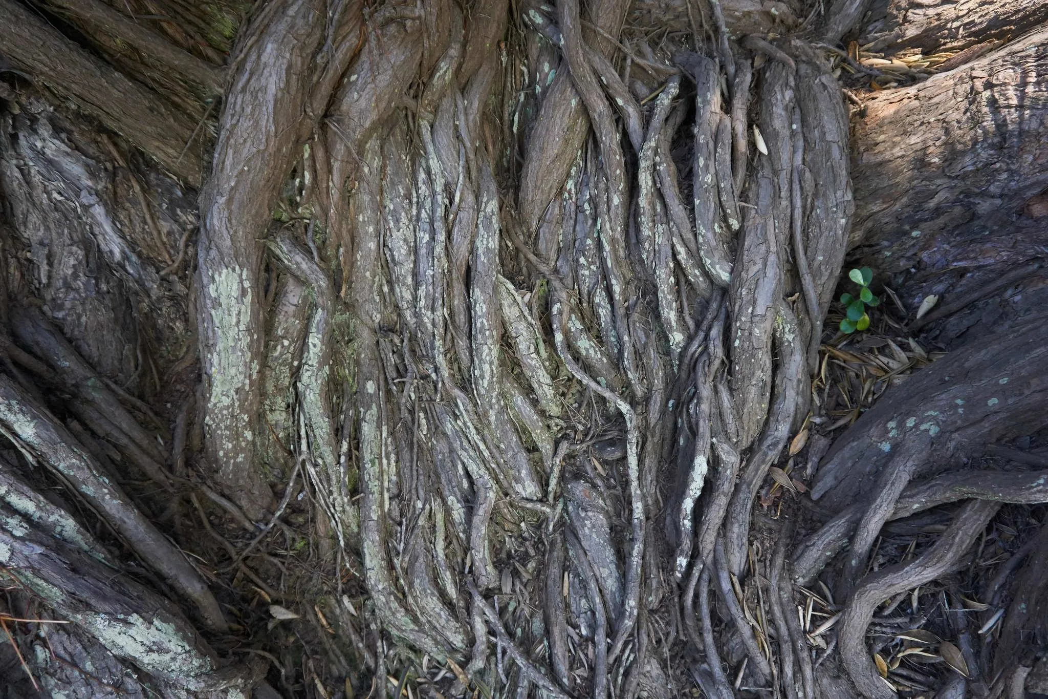 75 photos of Sprawling Entangled Pohutukawa Tree