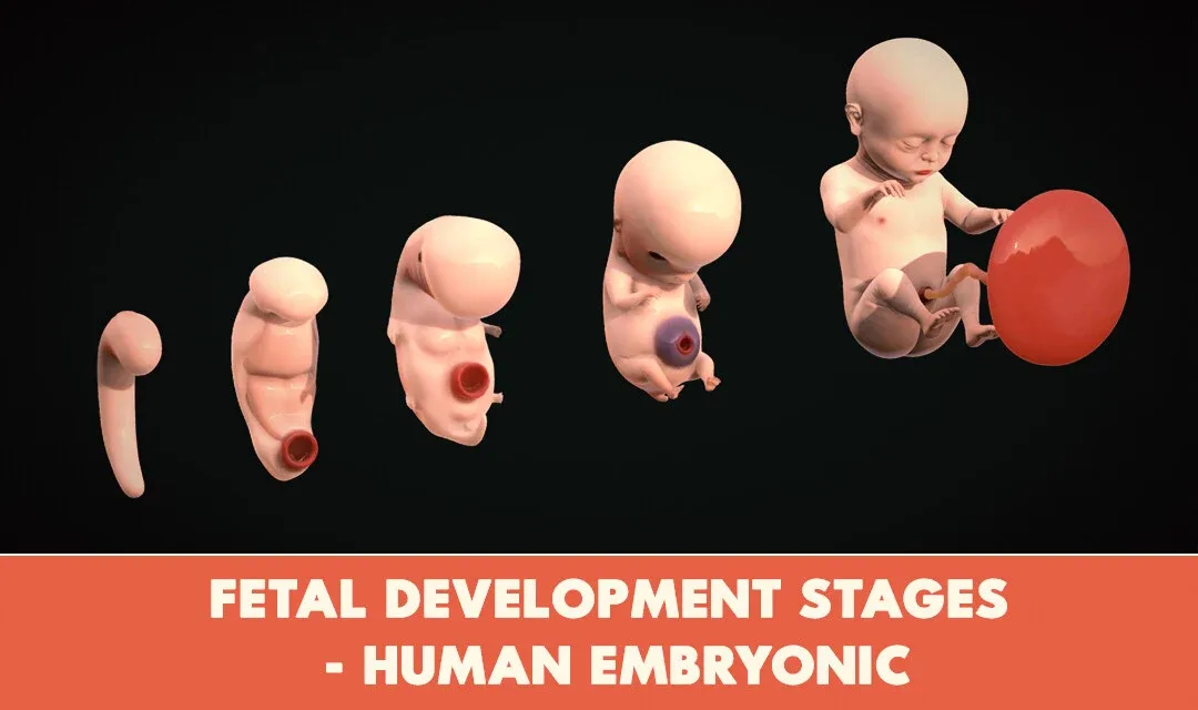 Fetal Development Stages - Human embryonic