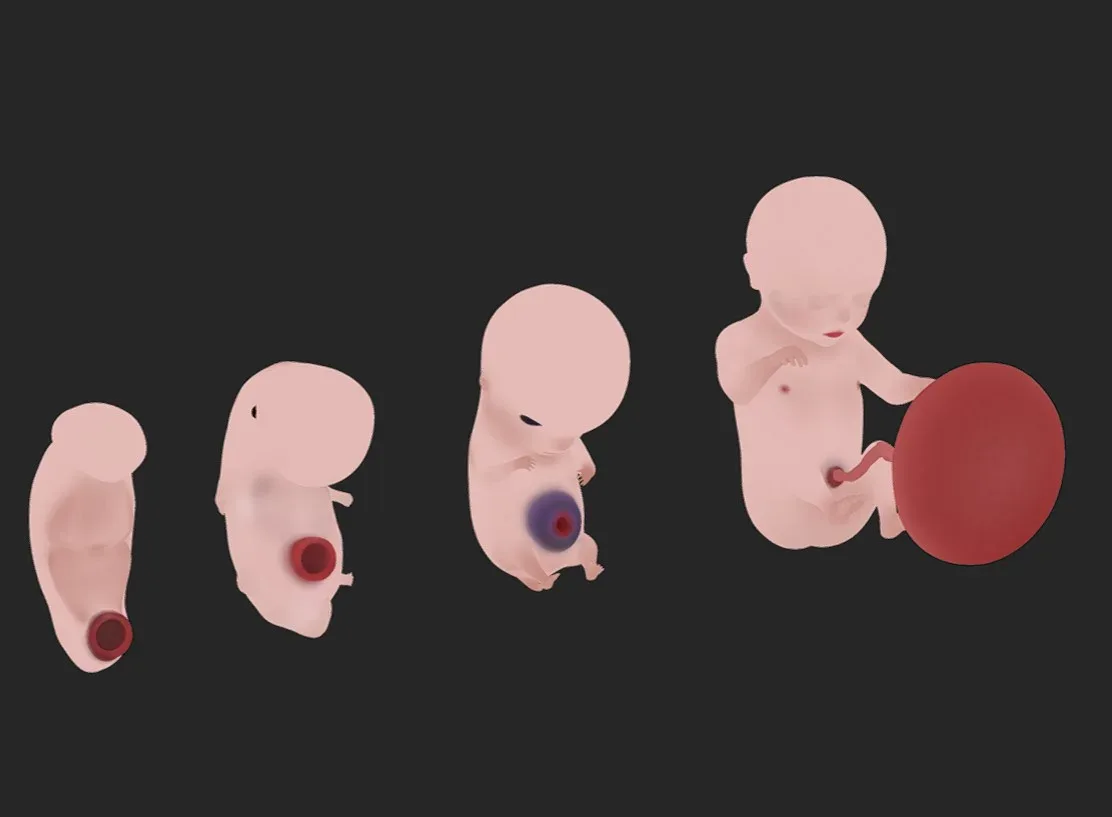 Fetal Development Stages - Human embryonic