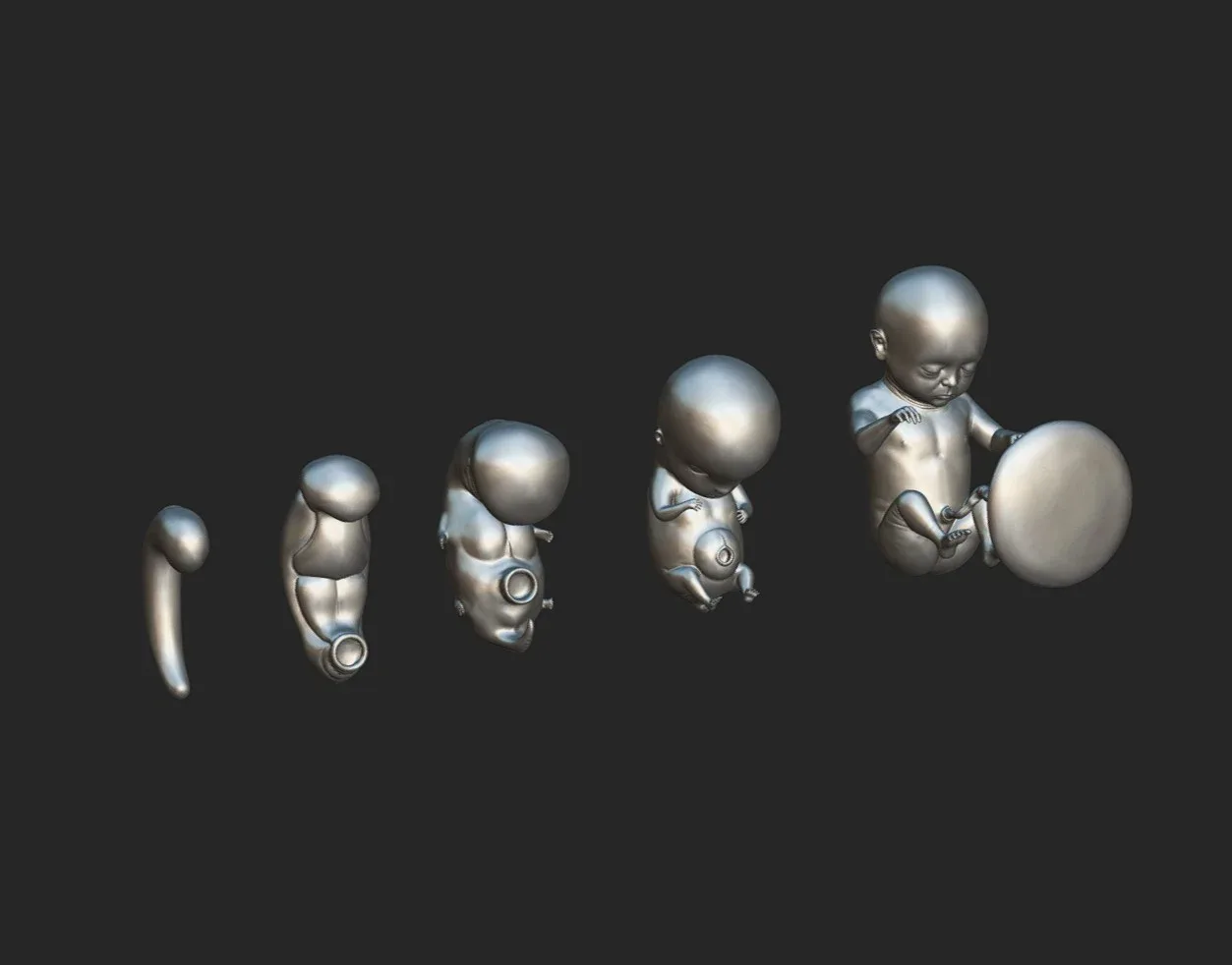 Fetal Development Stages - Human embryonic