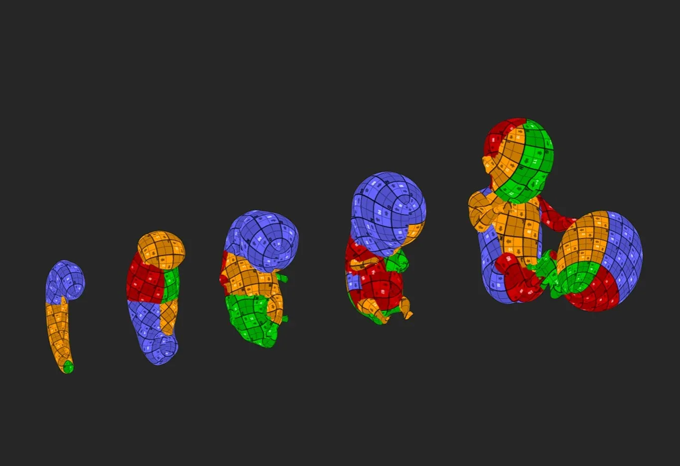 Fetal Development Stages - Human embryonic