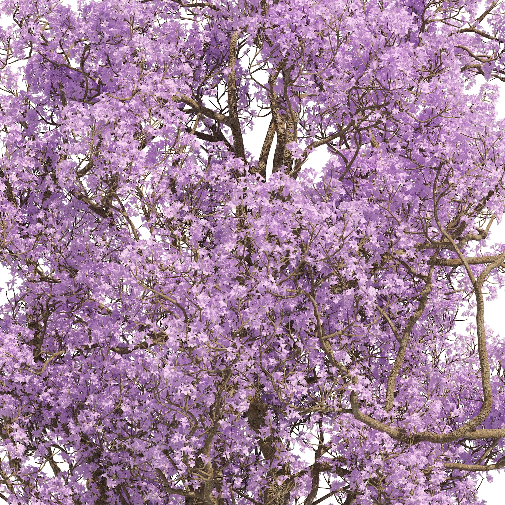 Spring Jacaranda Mimosifolia Tree