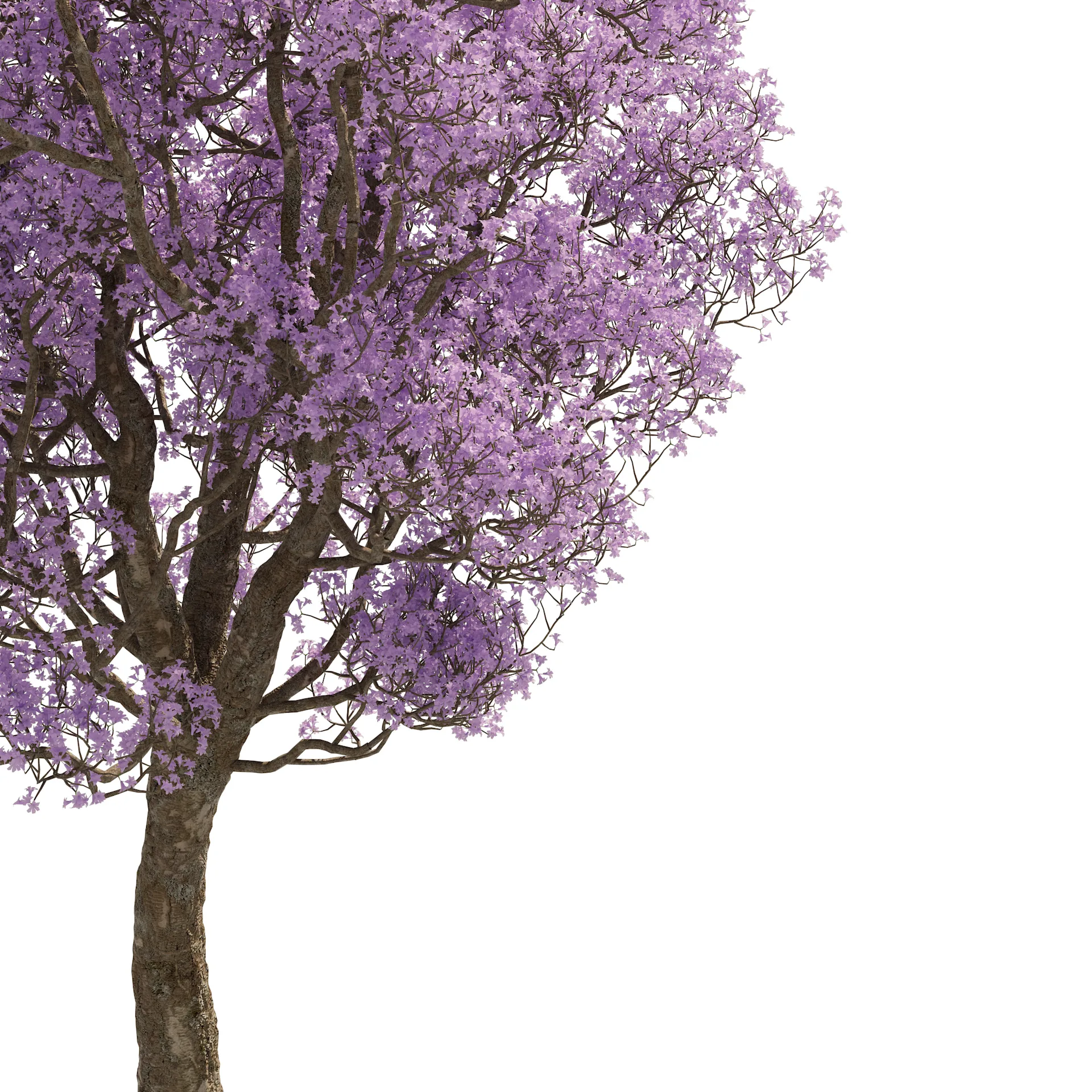 Spring Jacaranda Mimosifolia Tree