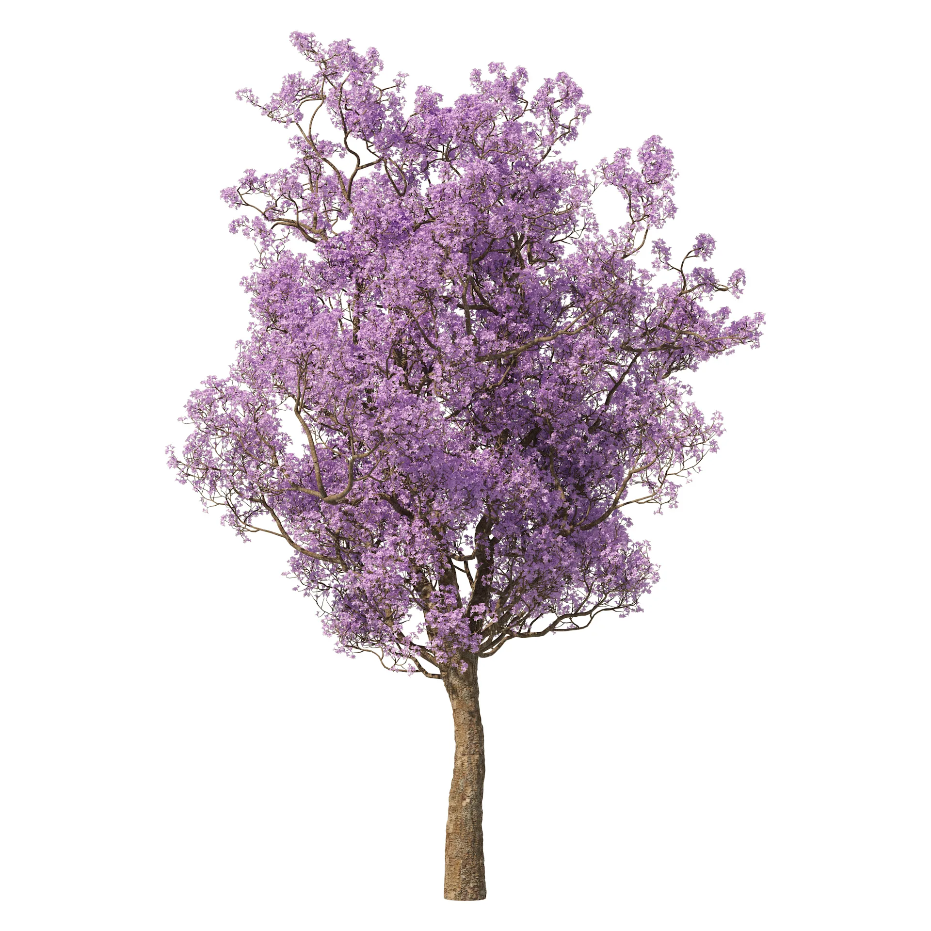 Spring Jacaranda Mimosifolia Tree