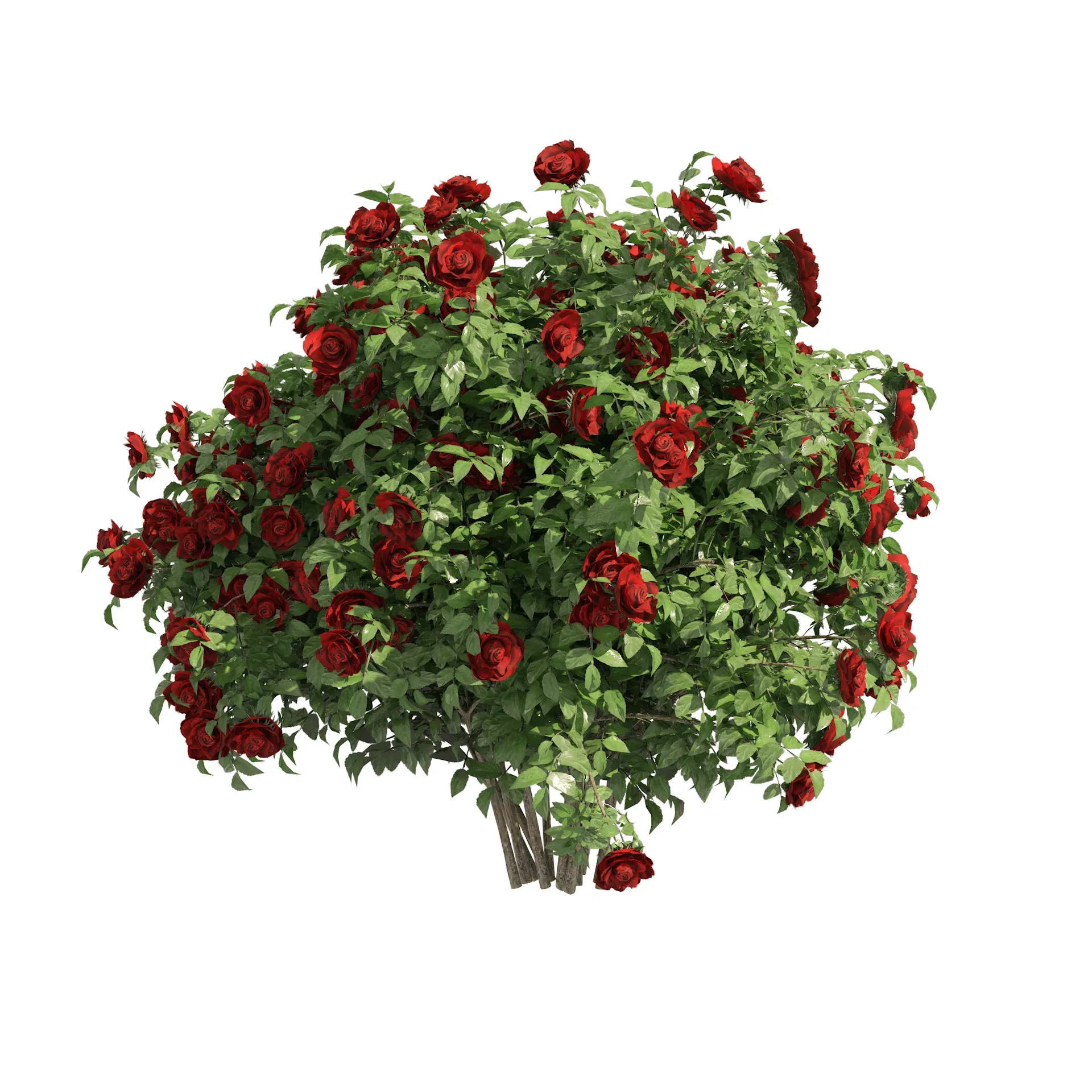 3 Red Rose Flower Bush Low Poly