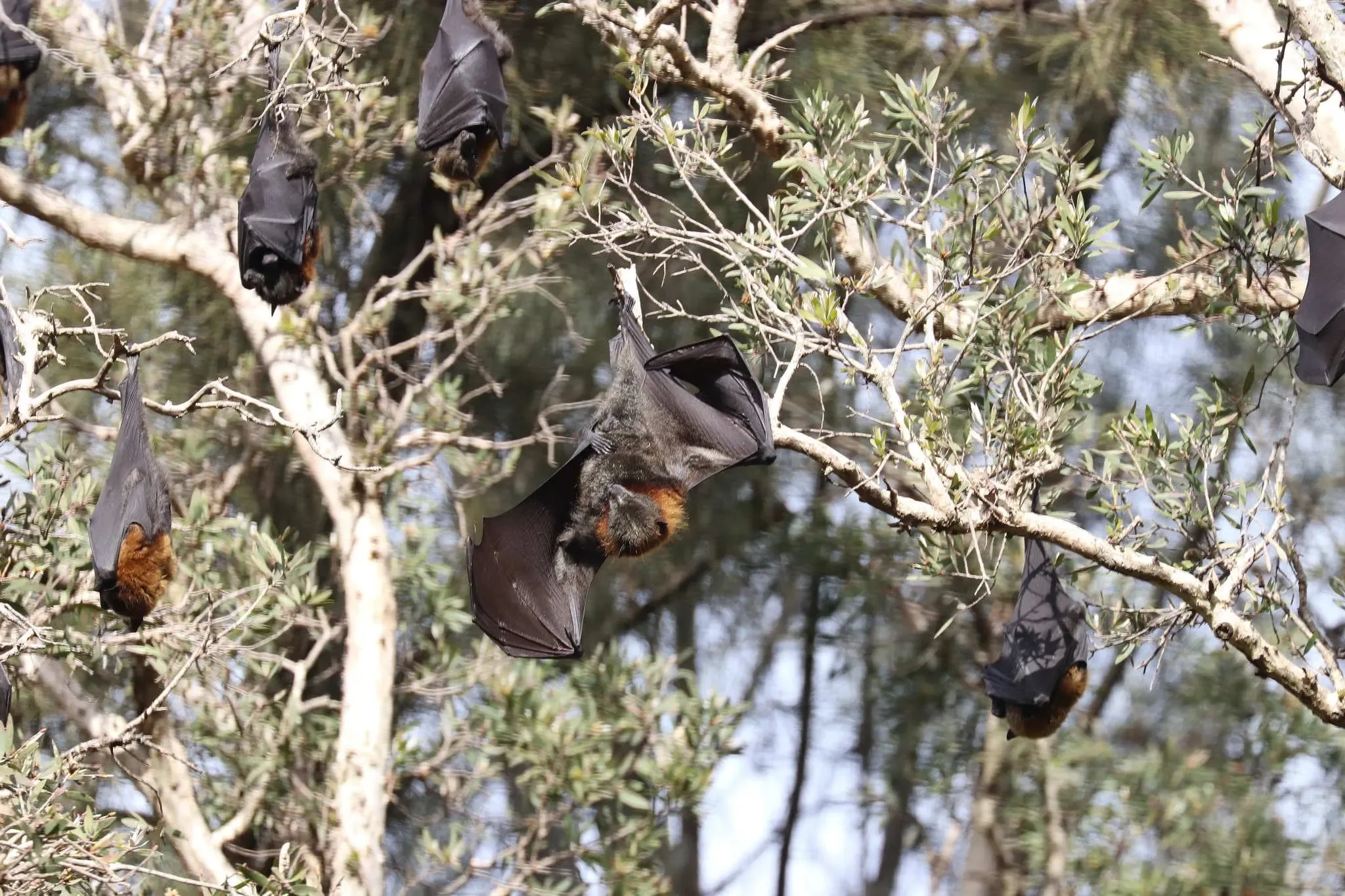 171 photos of Flying Foxes