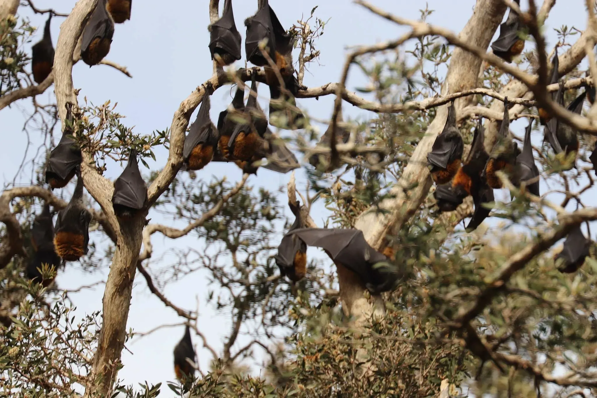 171 photos of Flying Foxes