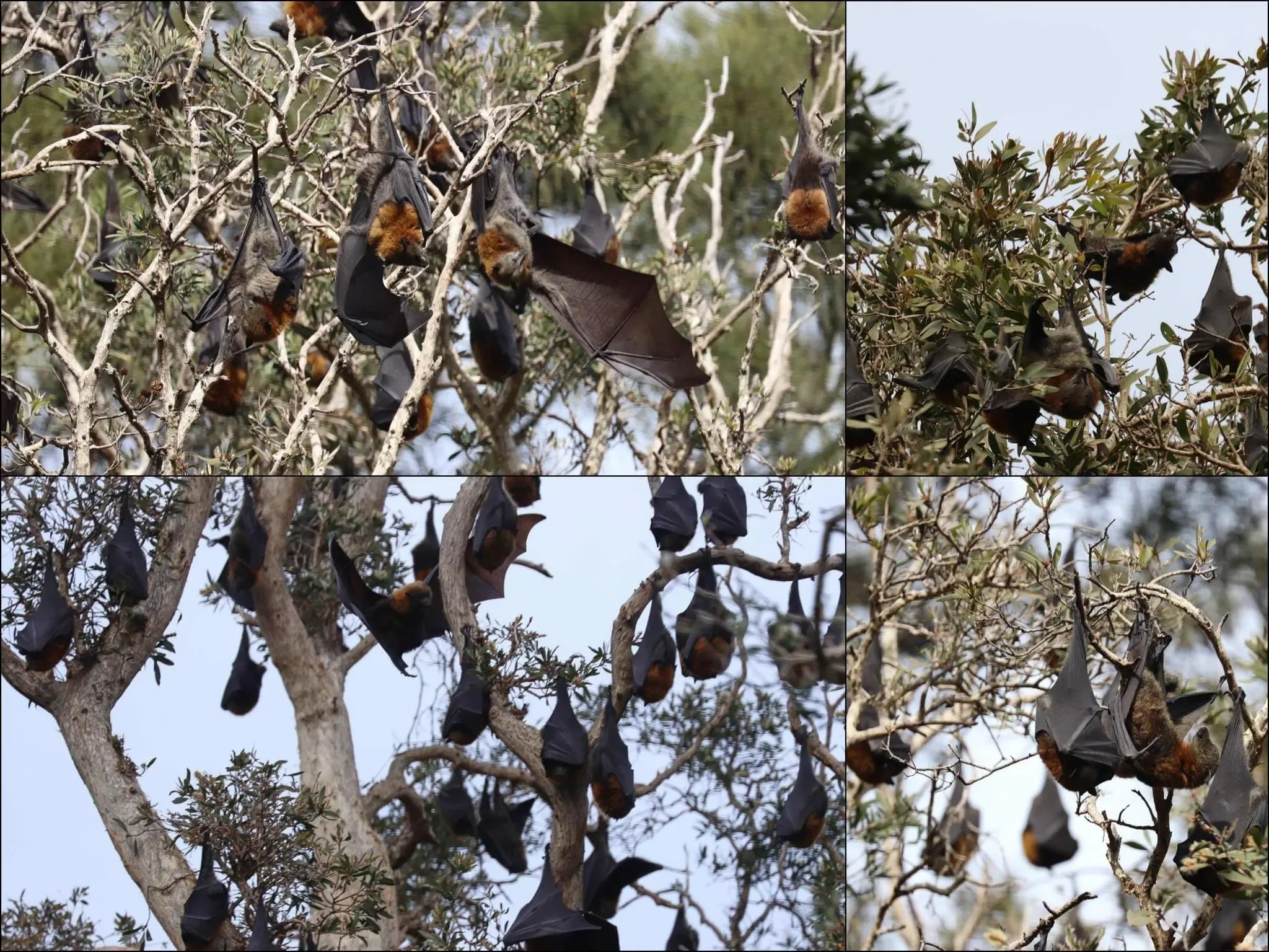 171 photos of Flying Foxes