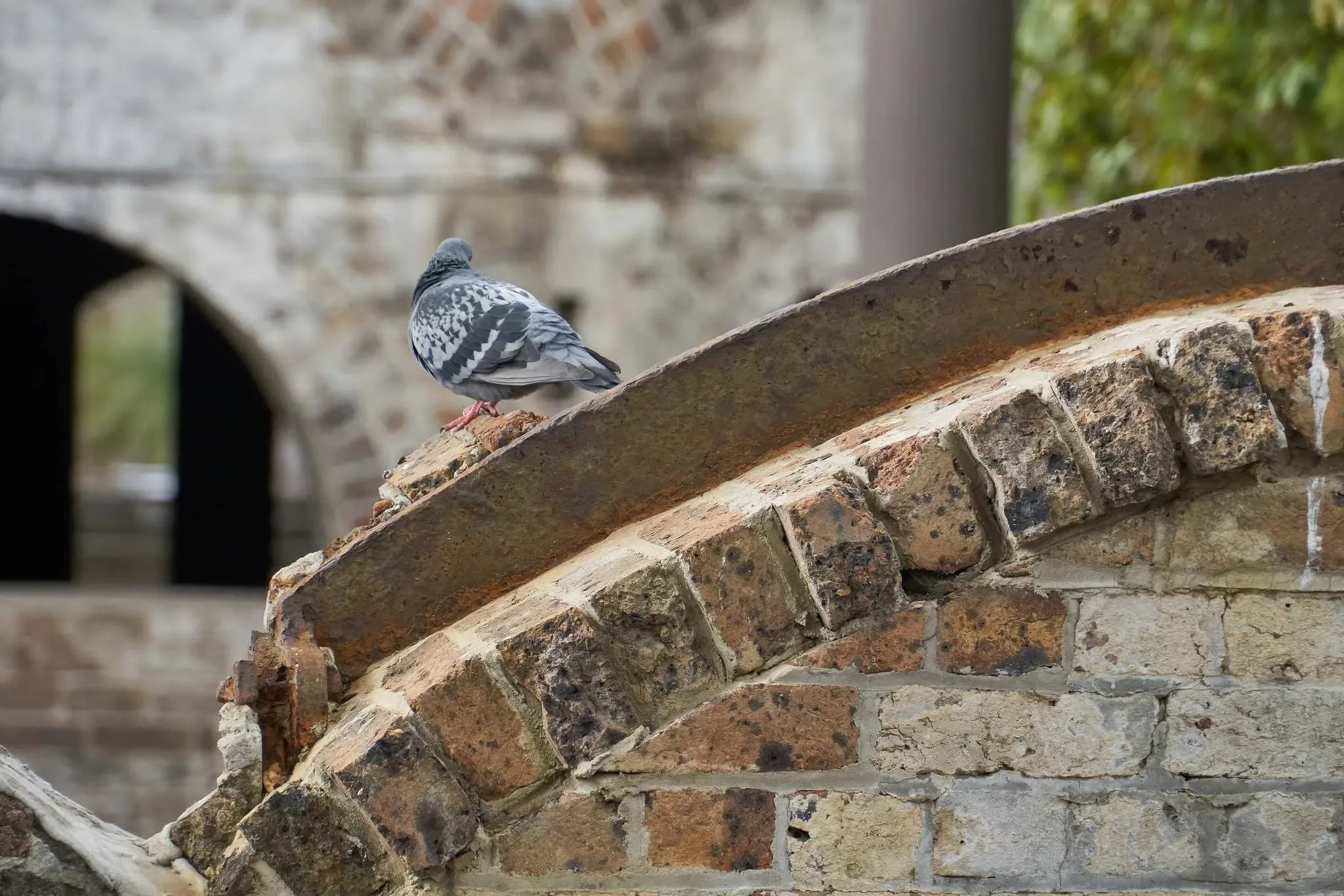 146 photos of Garden of Ruined Arches
