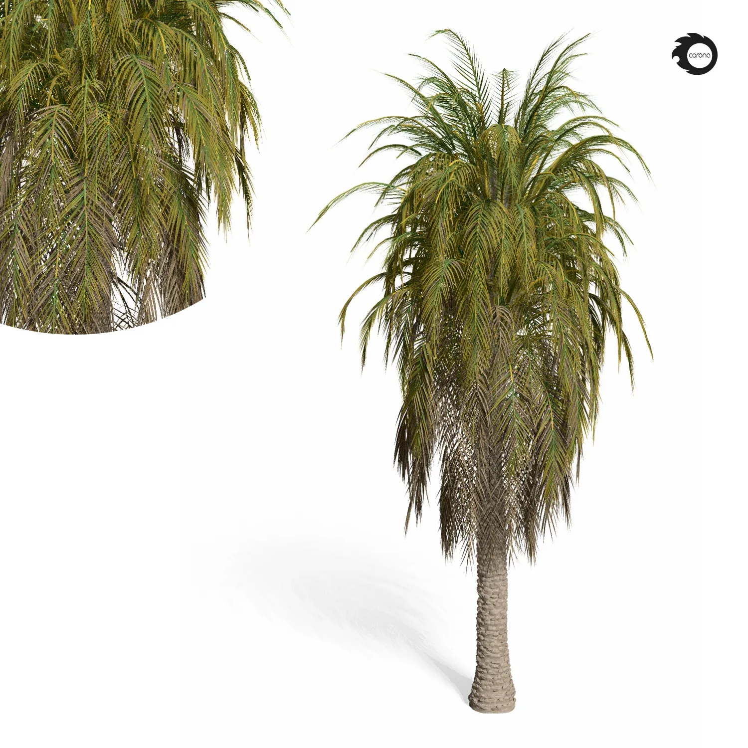 palm tree-s01