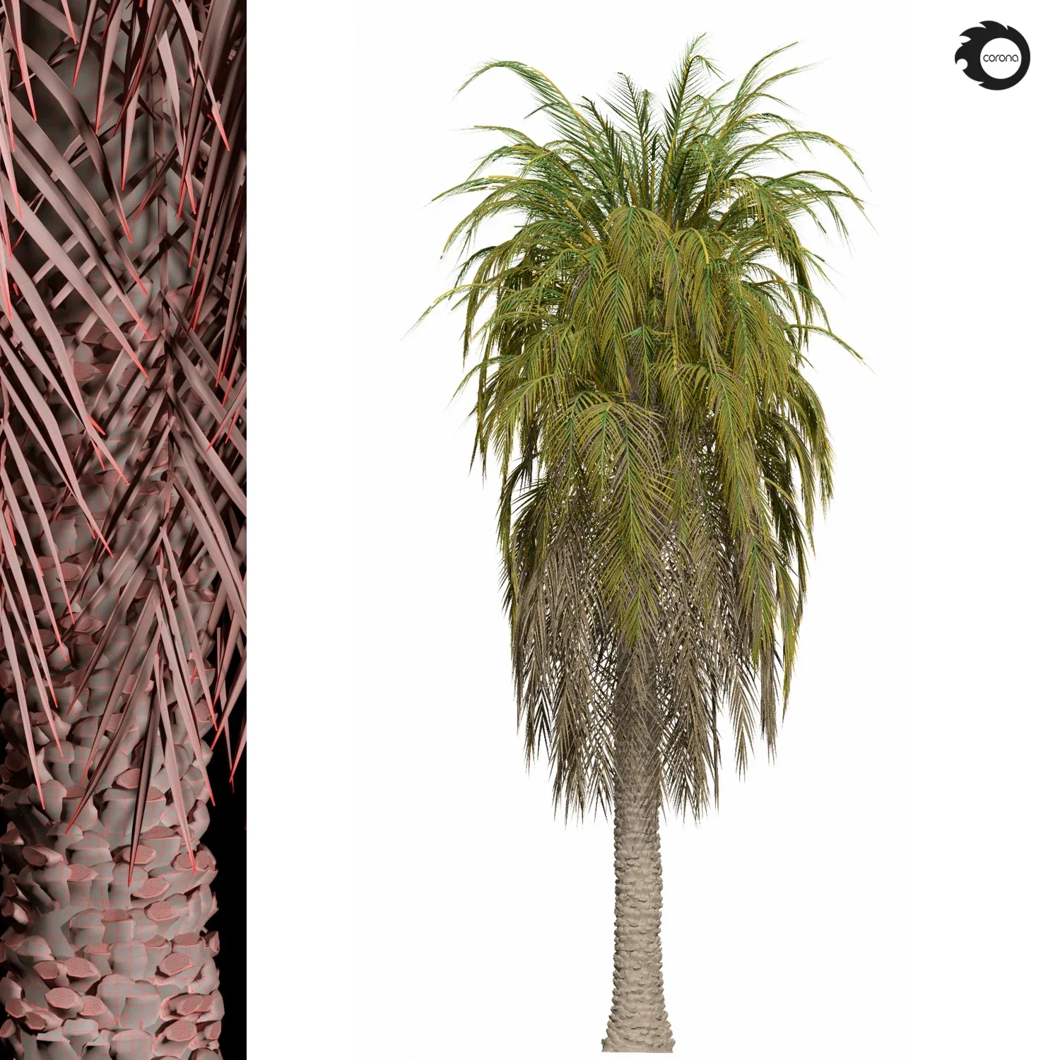 palm tree-s01