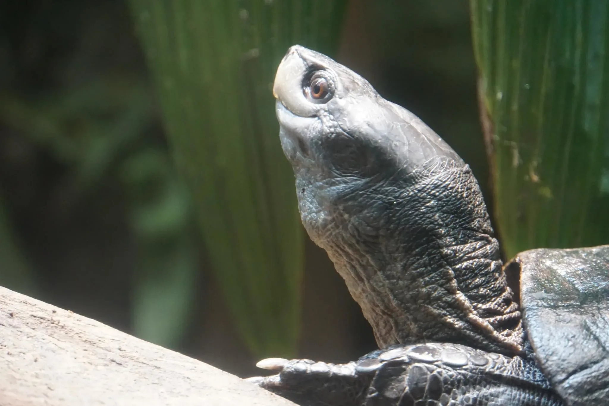 97 photos of Snake-Necked Turtle