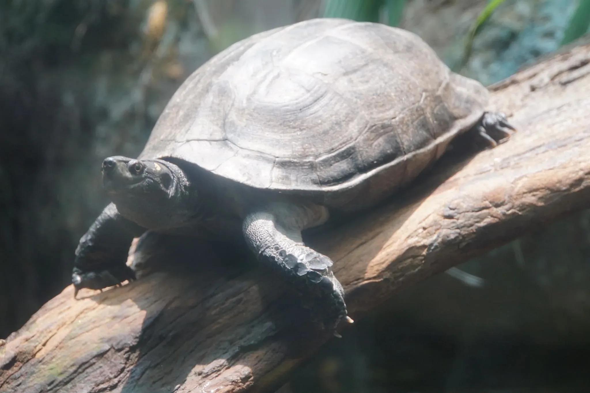 97 photos of Snake-Necked Turtle