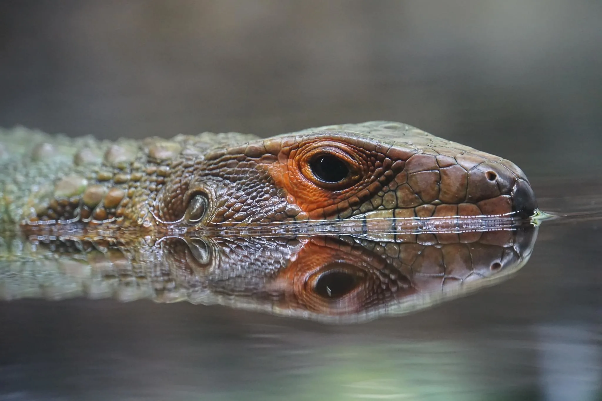97 photos of Northern Caiman Lizard