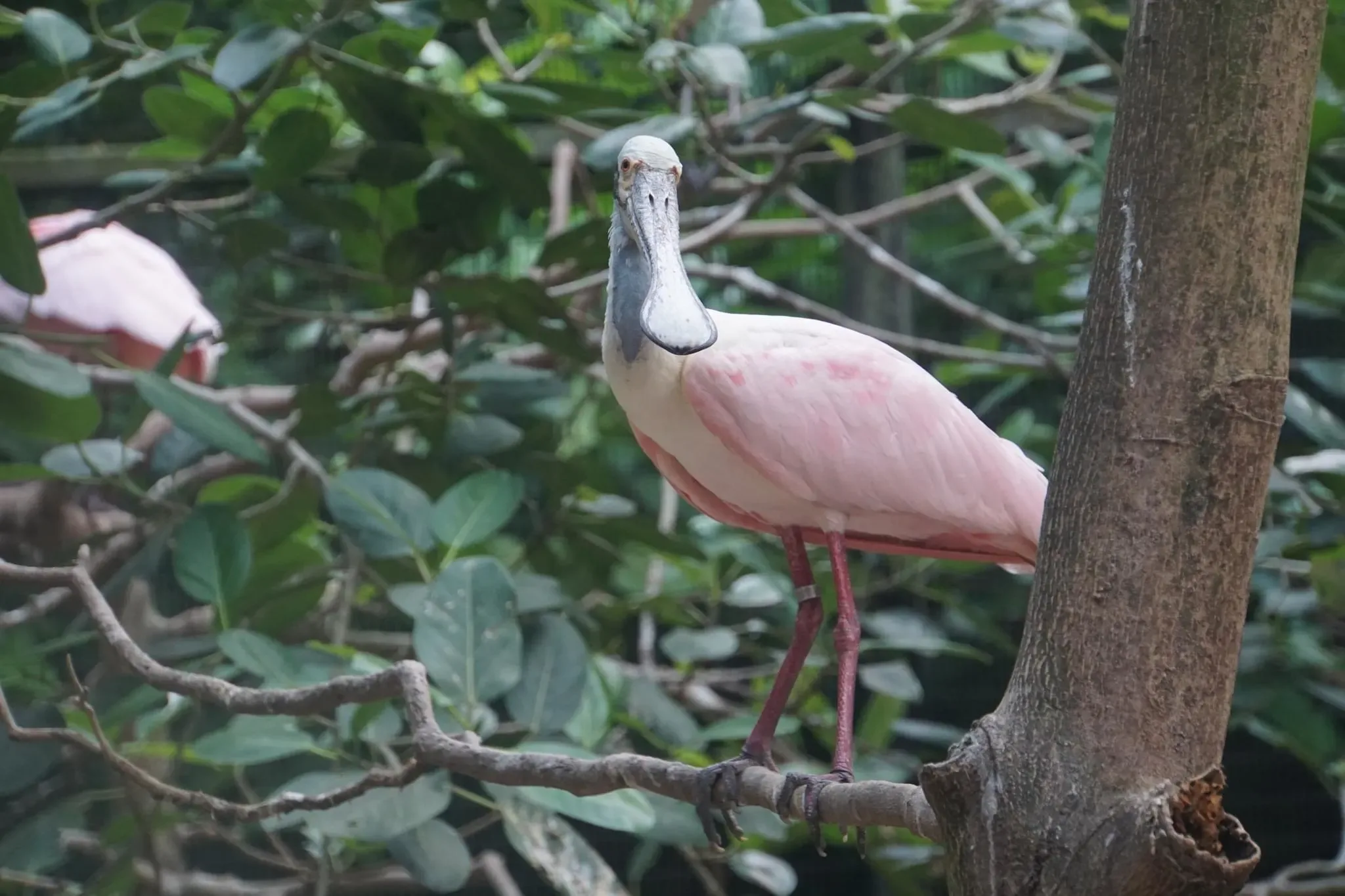 58 photos of Spoonbills