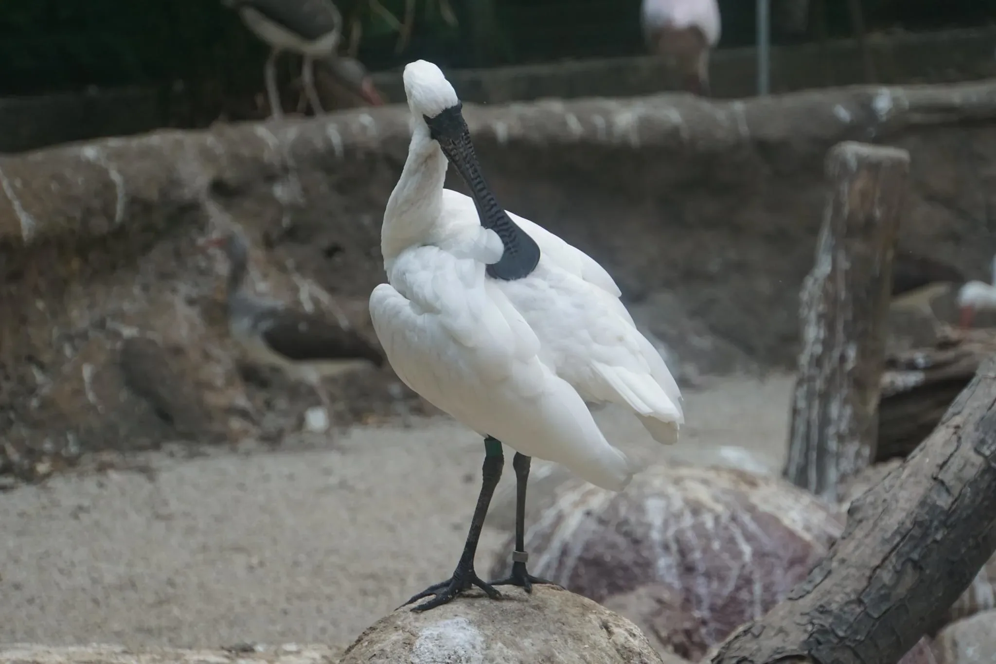 58 photos of Spoonbills