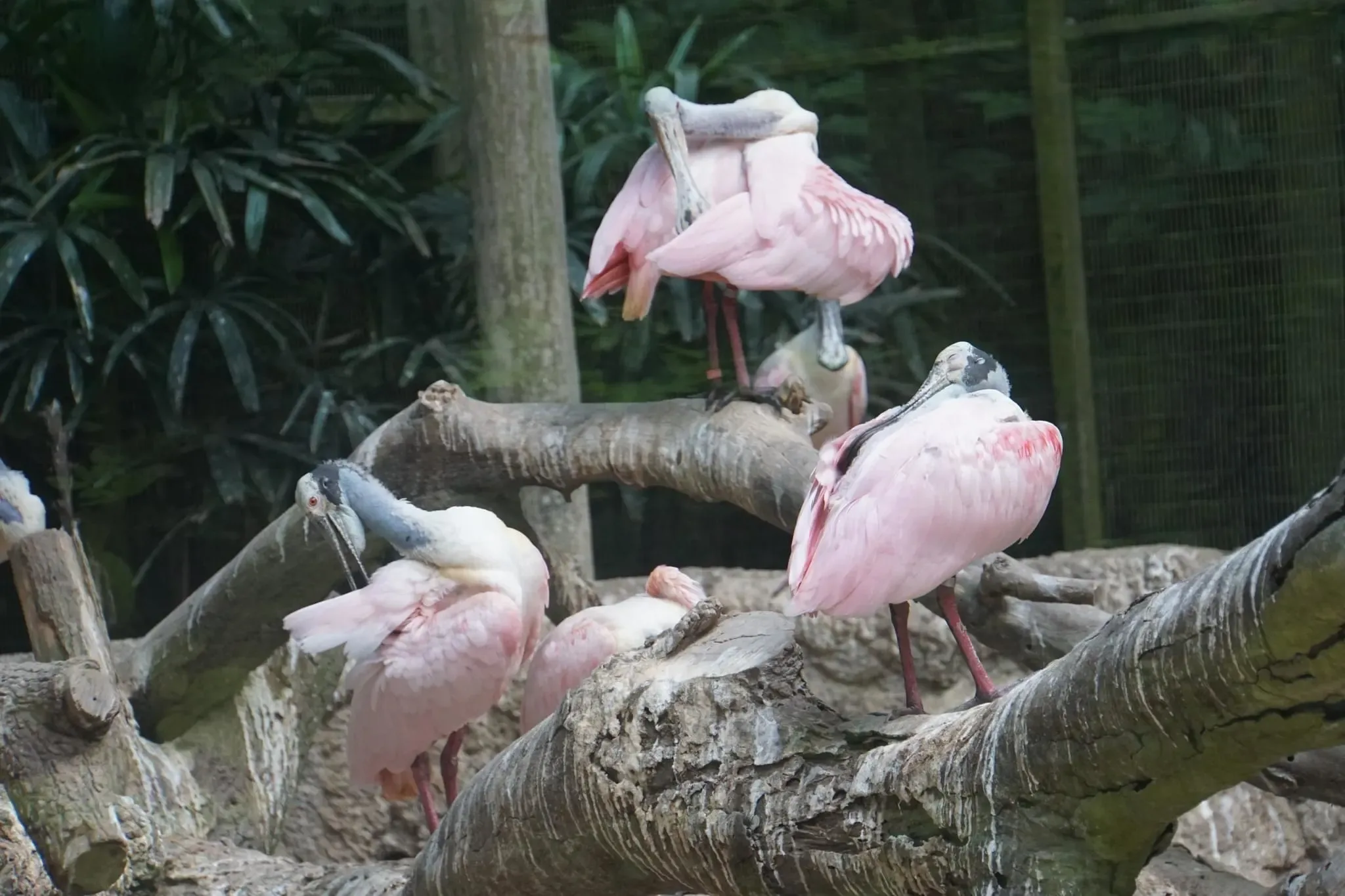 58 photos of Spoonbills