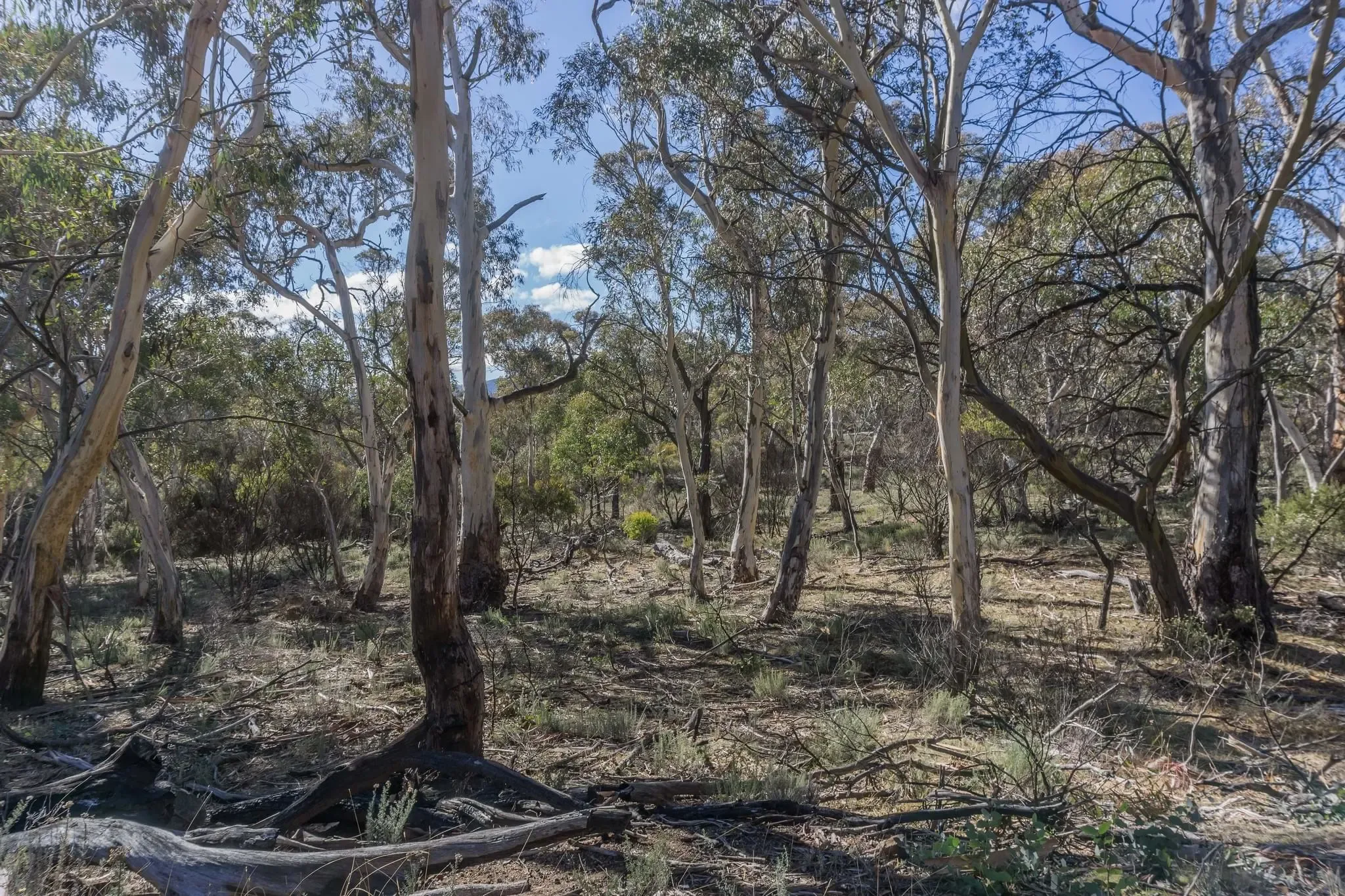 64 photos of Eucalyptus Forest