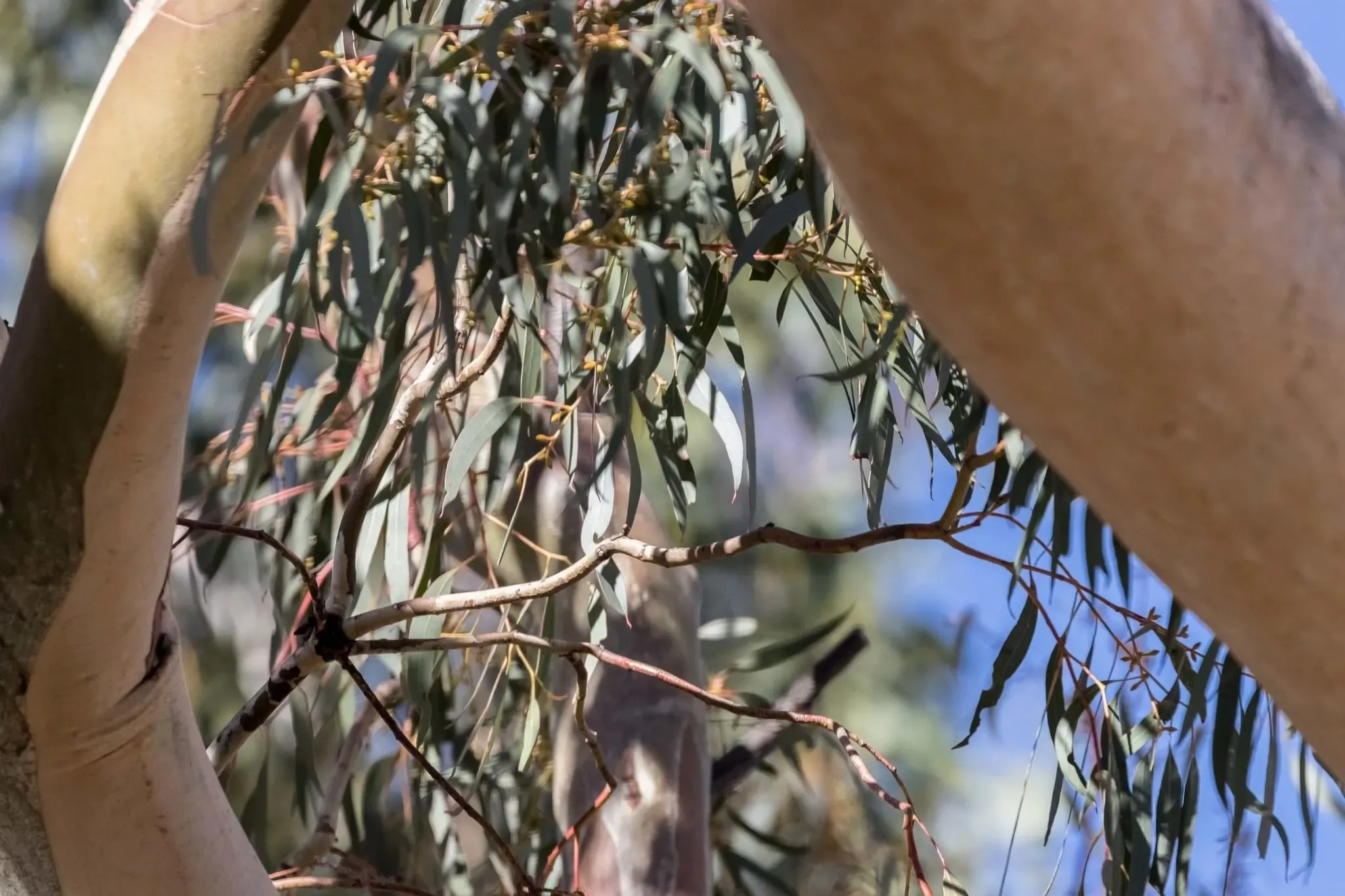 64 photos of Eucalyptus Forest