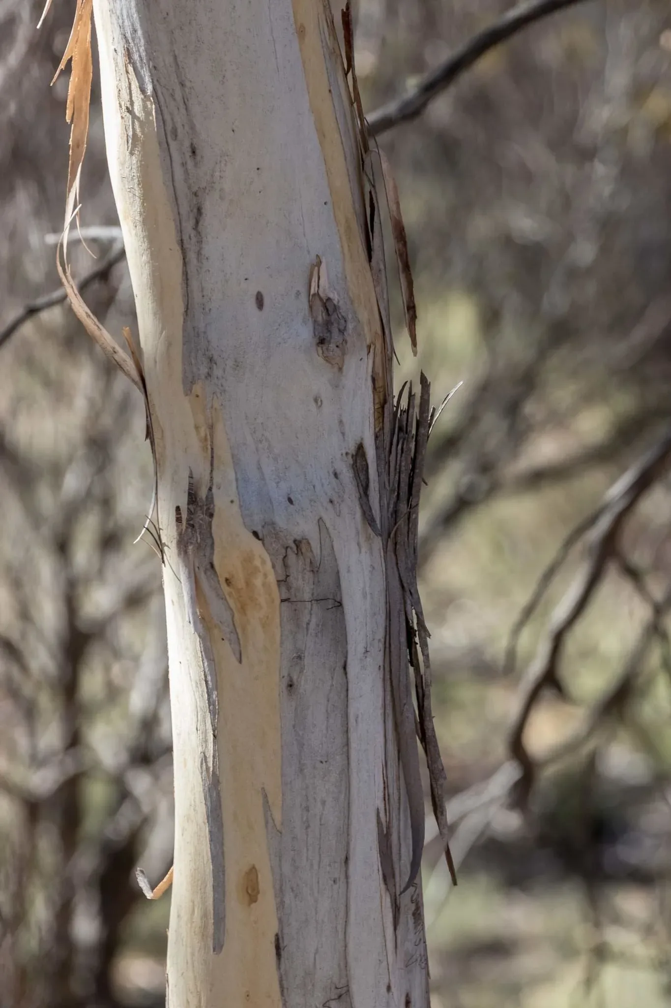 64 photos of Eucalyptus Forest