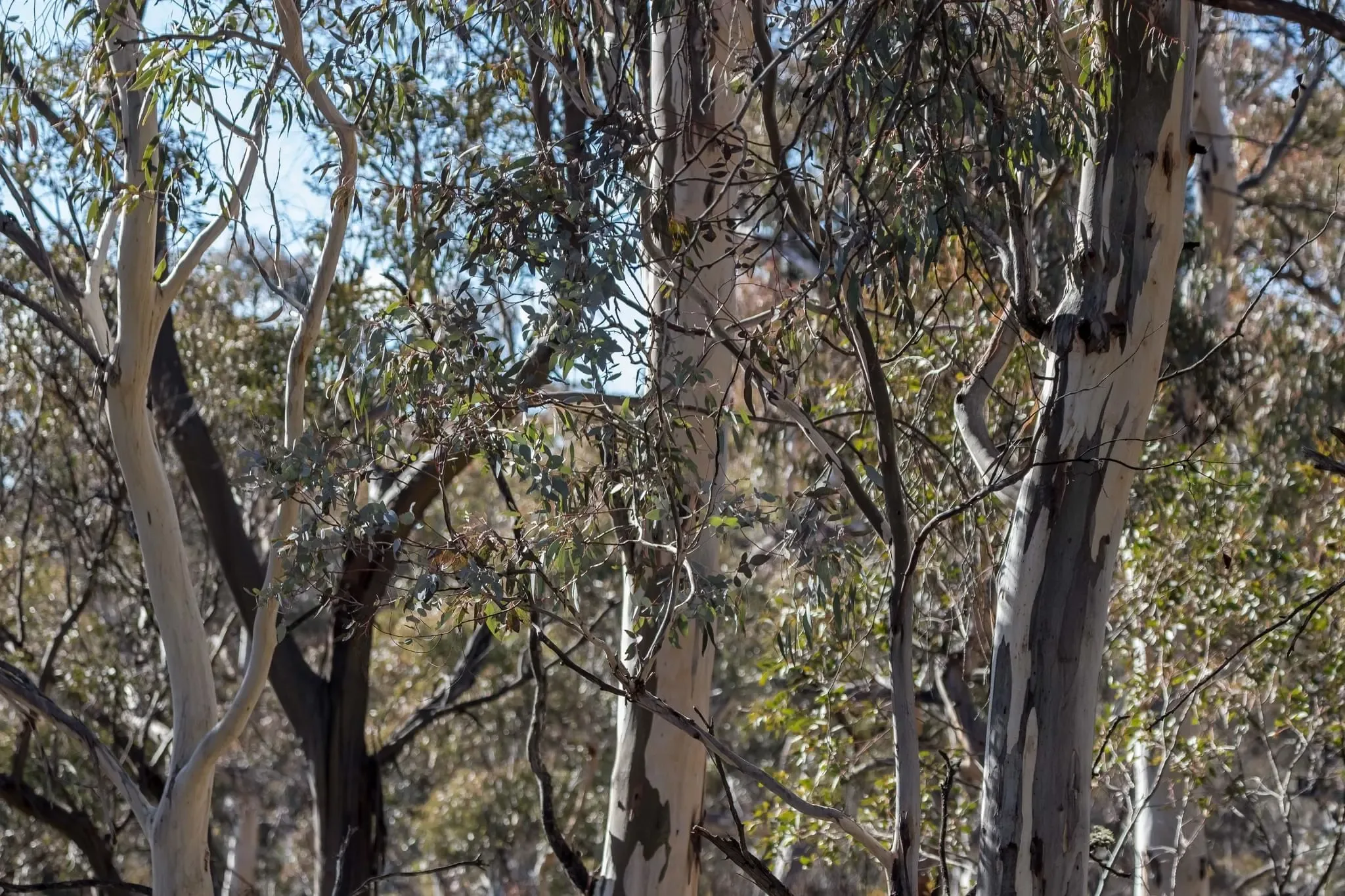 64 photos of Eucalyptus Forest