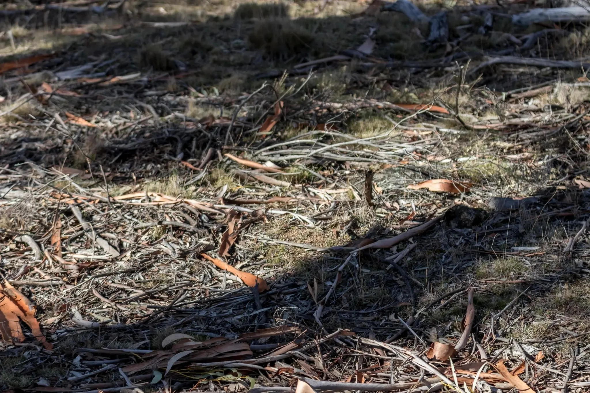 64 photos of Eucalyptus Forest