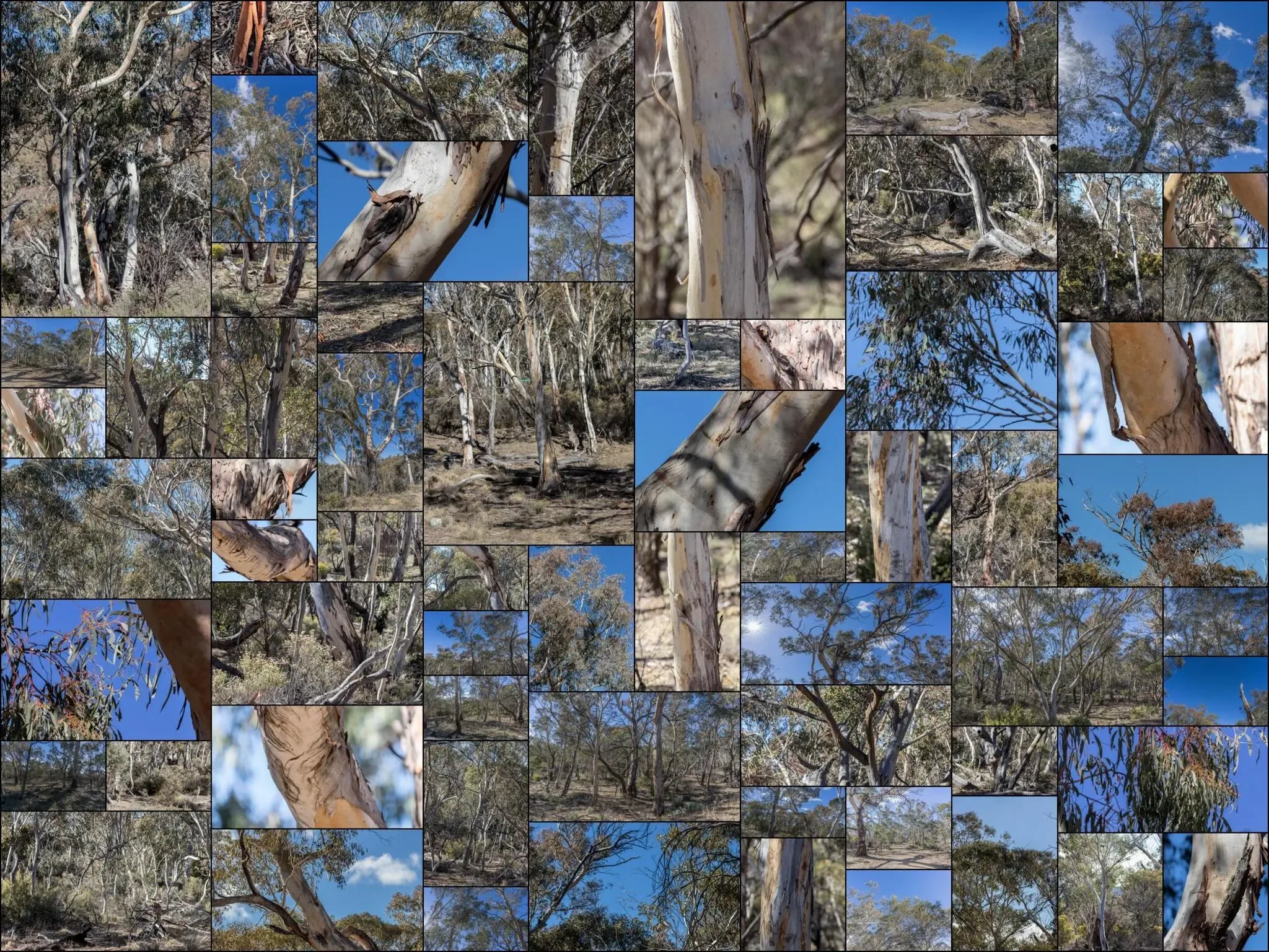 64 photos of Eucalyptus Forest